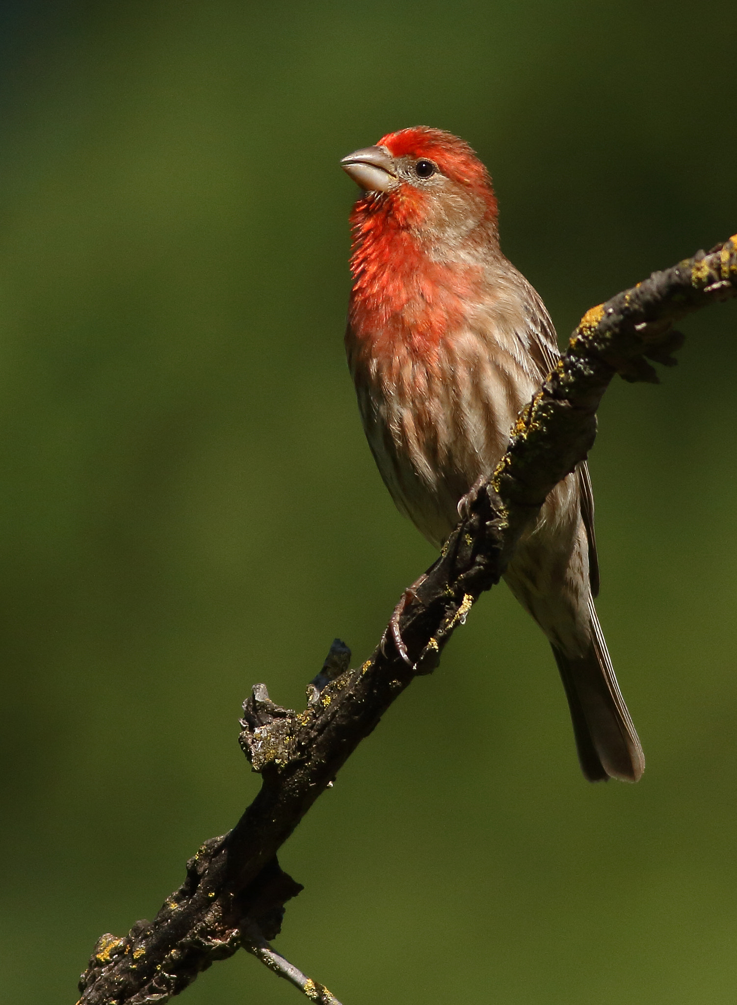 Canon EF 400mm F5.6L USM sample photo. House finch photography