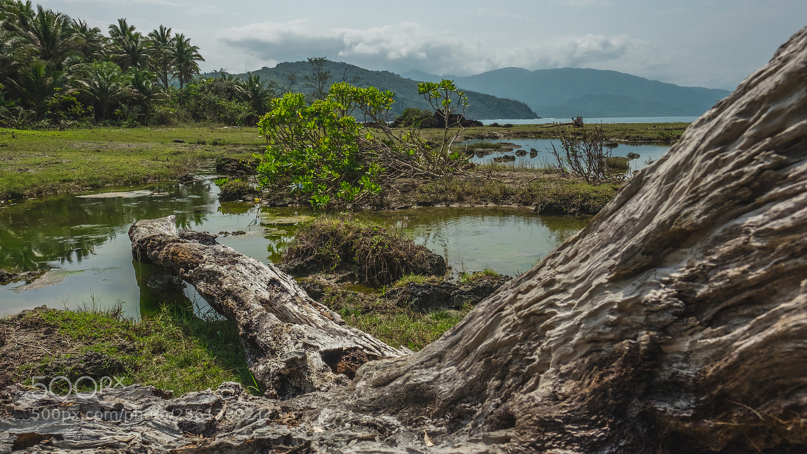 Fujifilm X-T10 sample photo. Swamp photography
