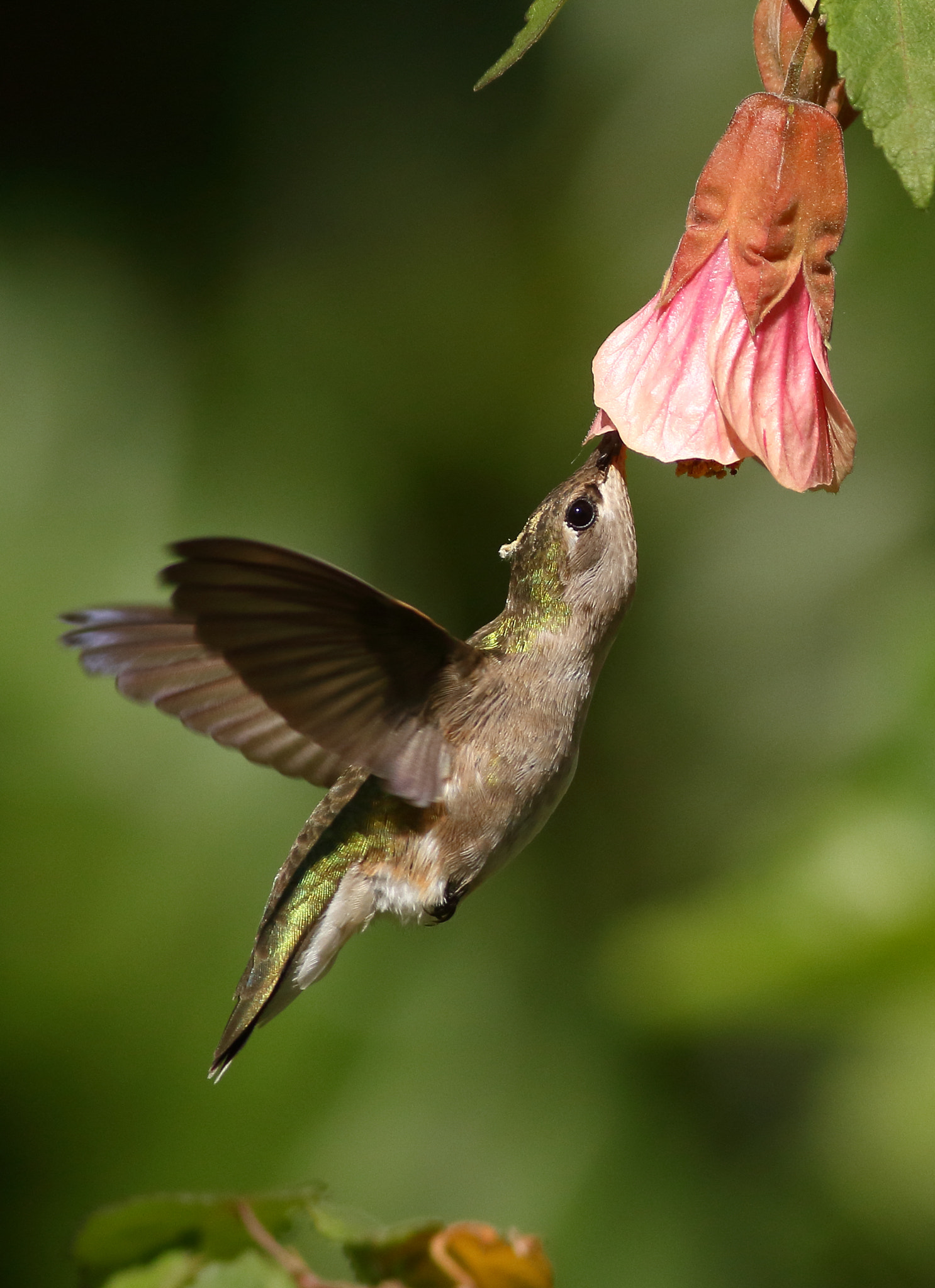 Canon EOS 7D + Canon EF 400mm F5.6L USM sample photo. Black-chinned hummingbird (female) photography