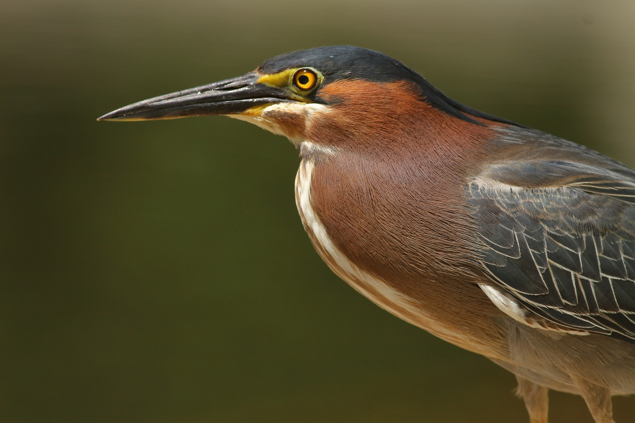 Canon EOS 7D + Canon EF 400mm F5.6L USM sample photo. Green heron photography