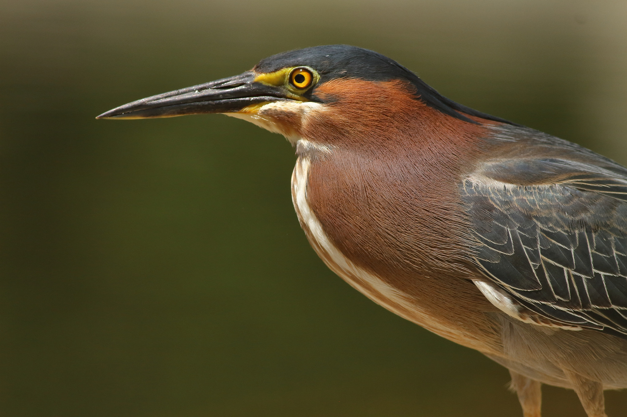 Canon EF 400mm F5.6L USM sample photo. Green heron photography