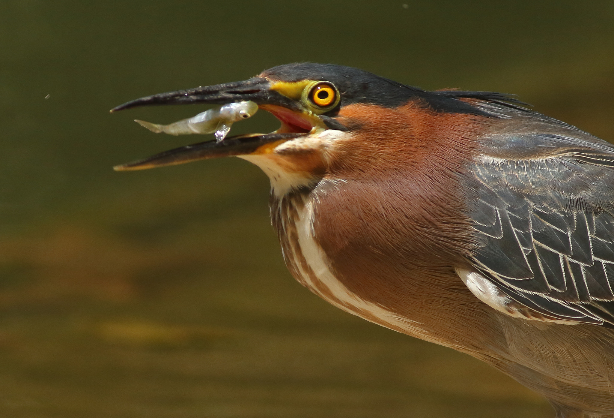 Canon EF 400mm F5.6L USM sample photo. Green heron photography