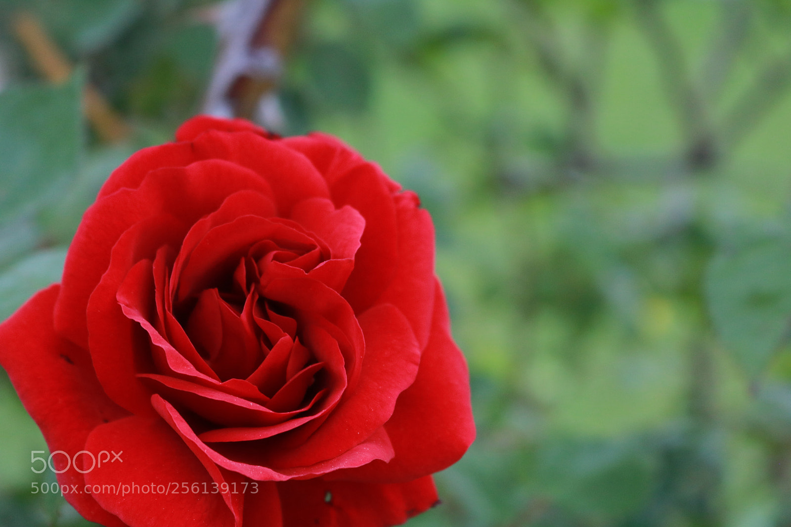 Canon EOS 750D (EOS Rebel T6i / EOS Kiss X8i) sample photo. Untitled photography