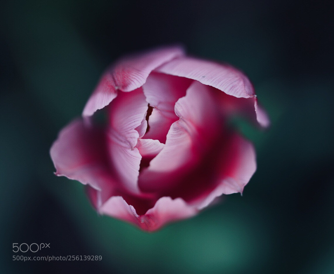 Sony a7R III sample photo. Tulips  photography