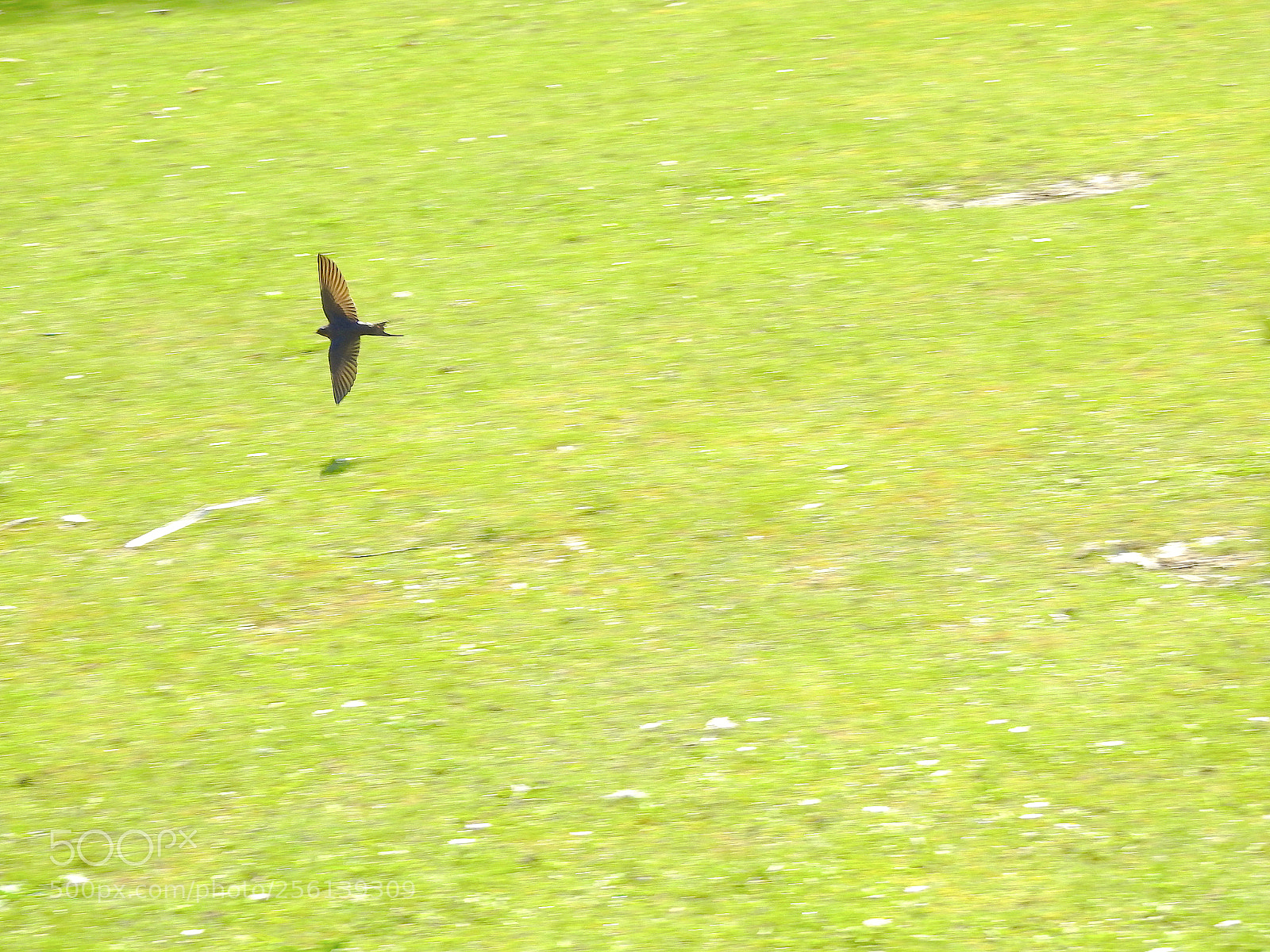 Nikon Coolpix P900 sample photo. Barn swallow photography