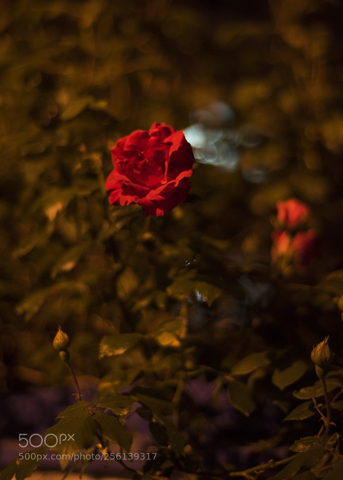 Nikon D810 sample photo. In a night  no.6 photography