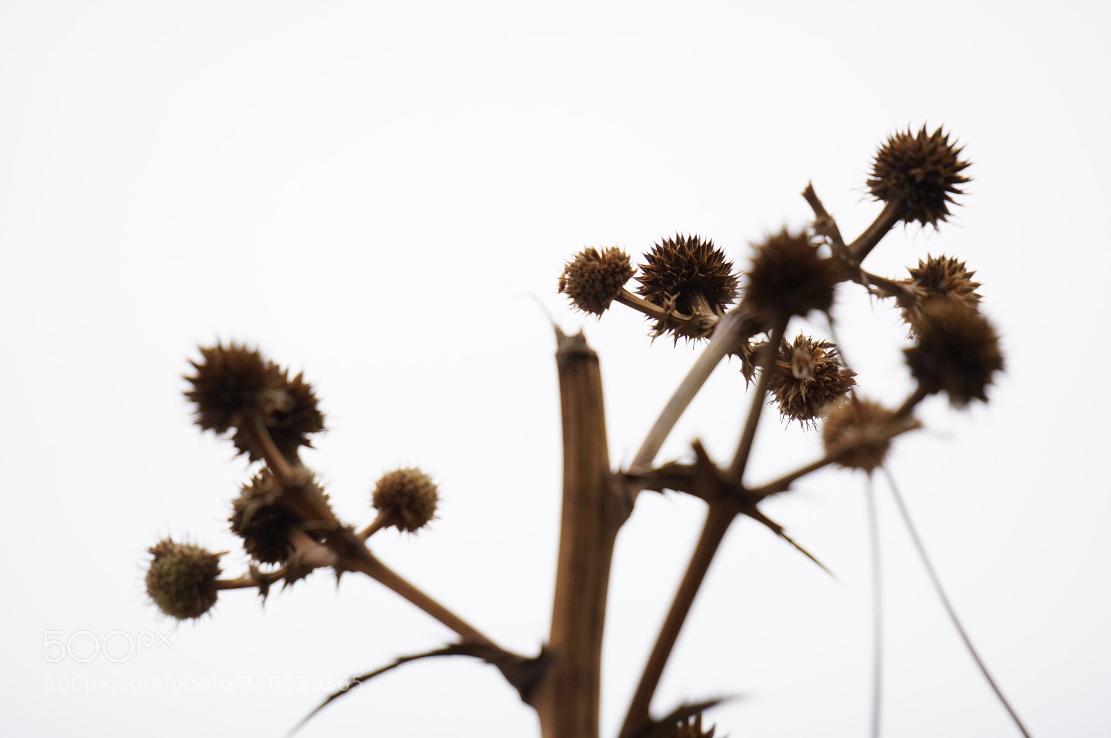 Sony Alpha NEX-6 sample photo. Eso, lo de atr photography