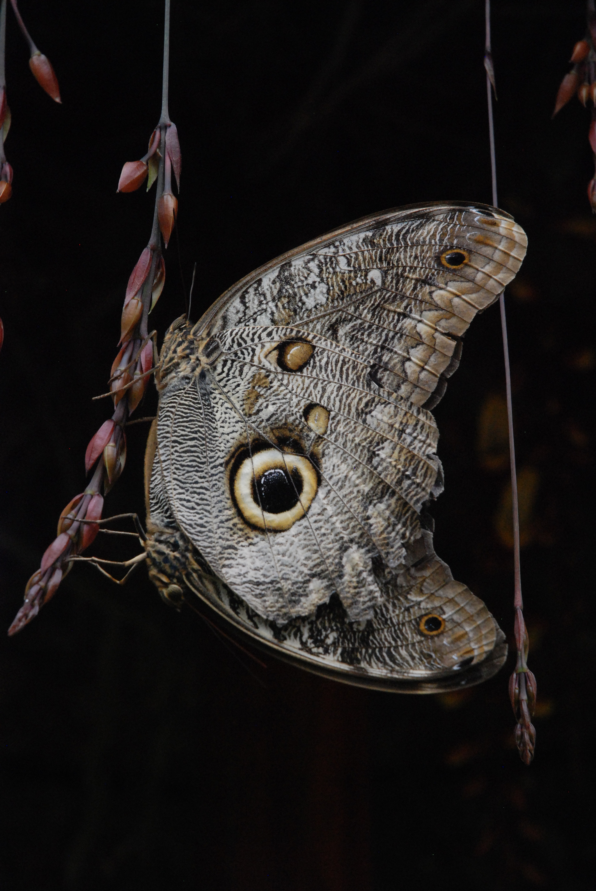 Nikon D80 sample photo. Butterfly in the dark photography