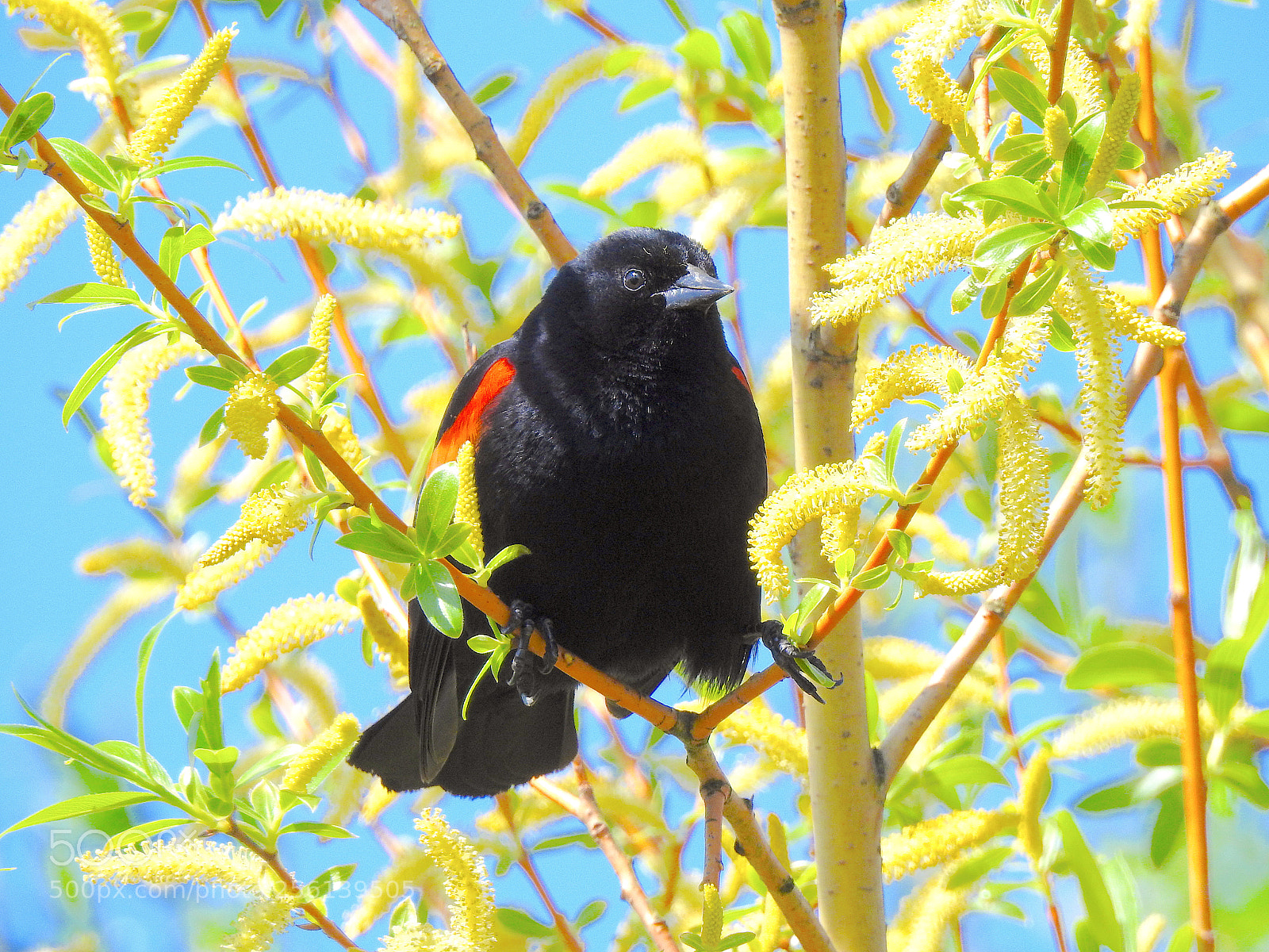 Nikon Coolpix P900 sample photo. Red-winged blackbird photography