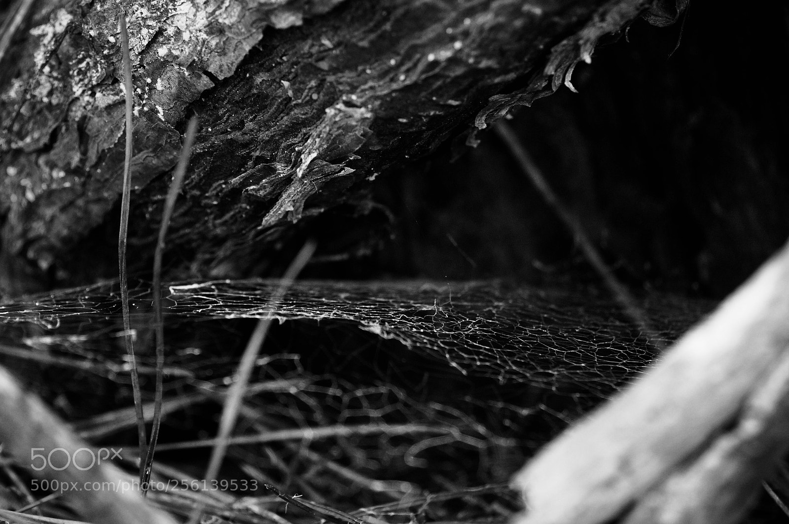 Sony Alpha NEX-6 sample photo. Tela de araña photography