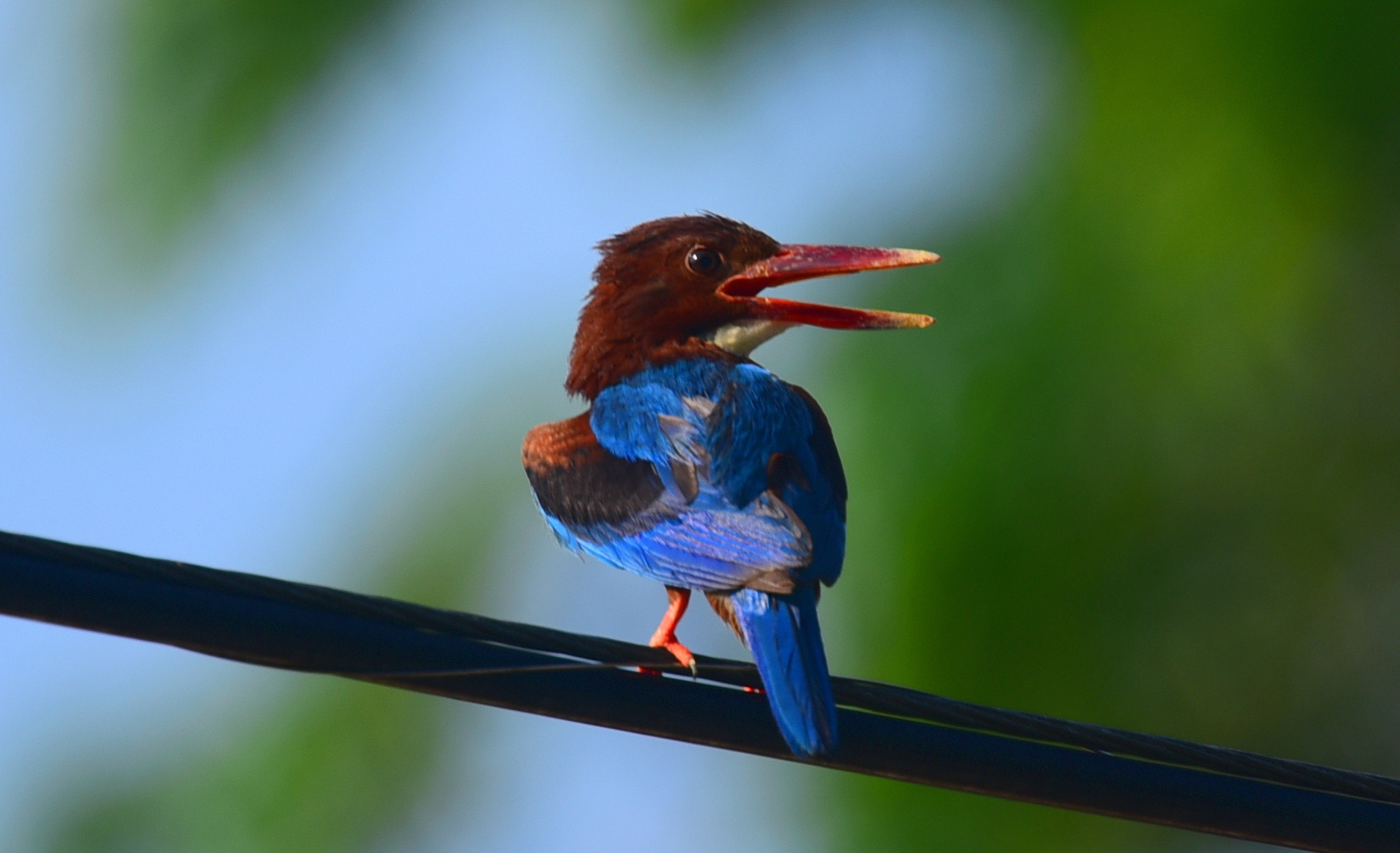 Nikon D750 + Nikon Nikkor AF-S 300mm F4E PF ED VR sample photo. Juvenile kingfisher photography