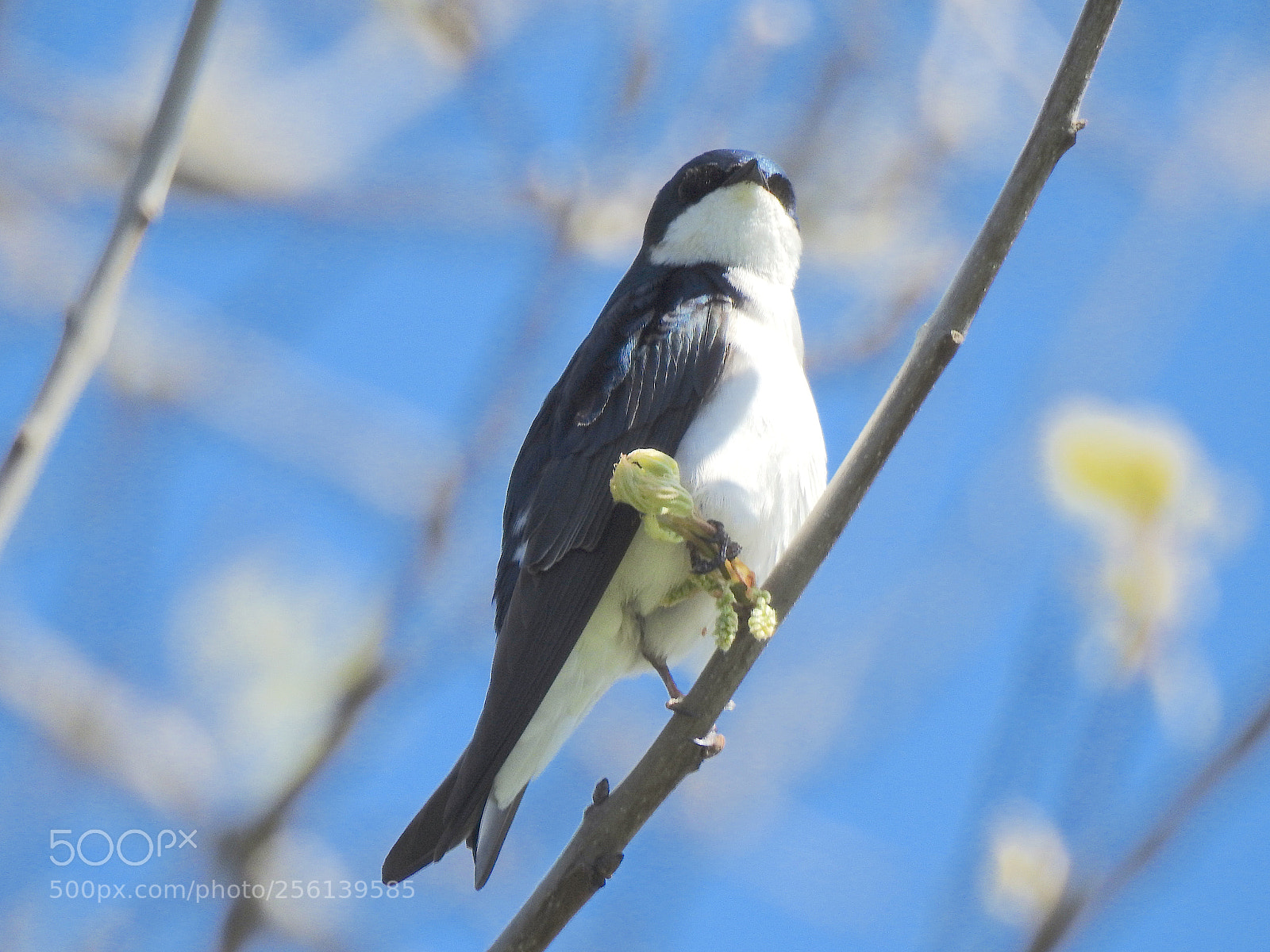 Nikon Coolpix P900 sample photo. Tree swallow photography