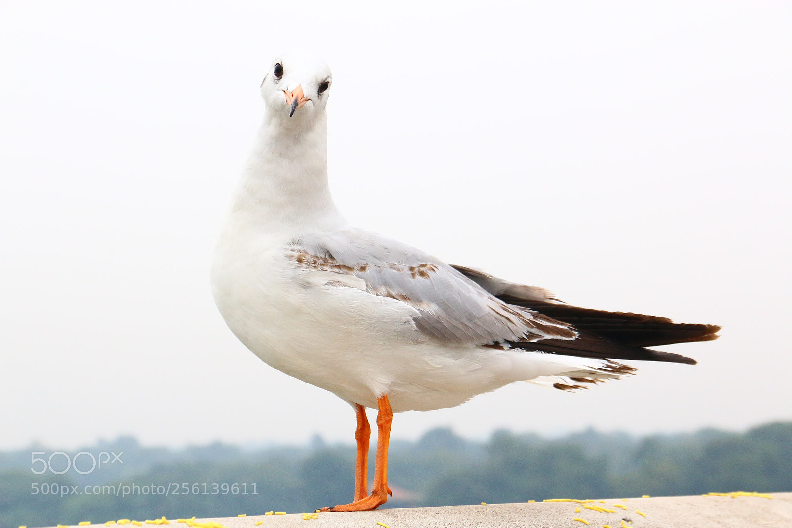 Canon EF-S 18-135mm F3.5-5.6 IS sample photo. Seagull photography