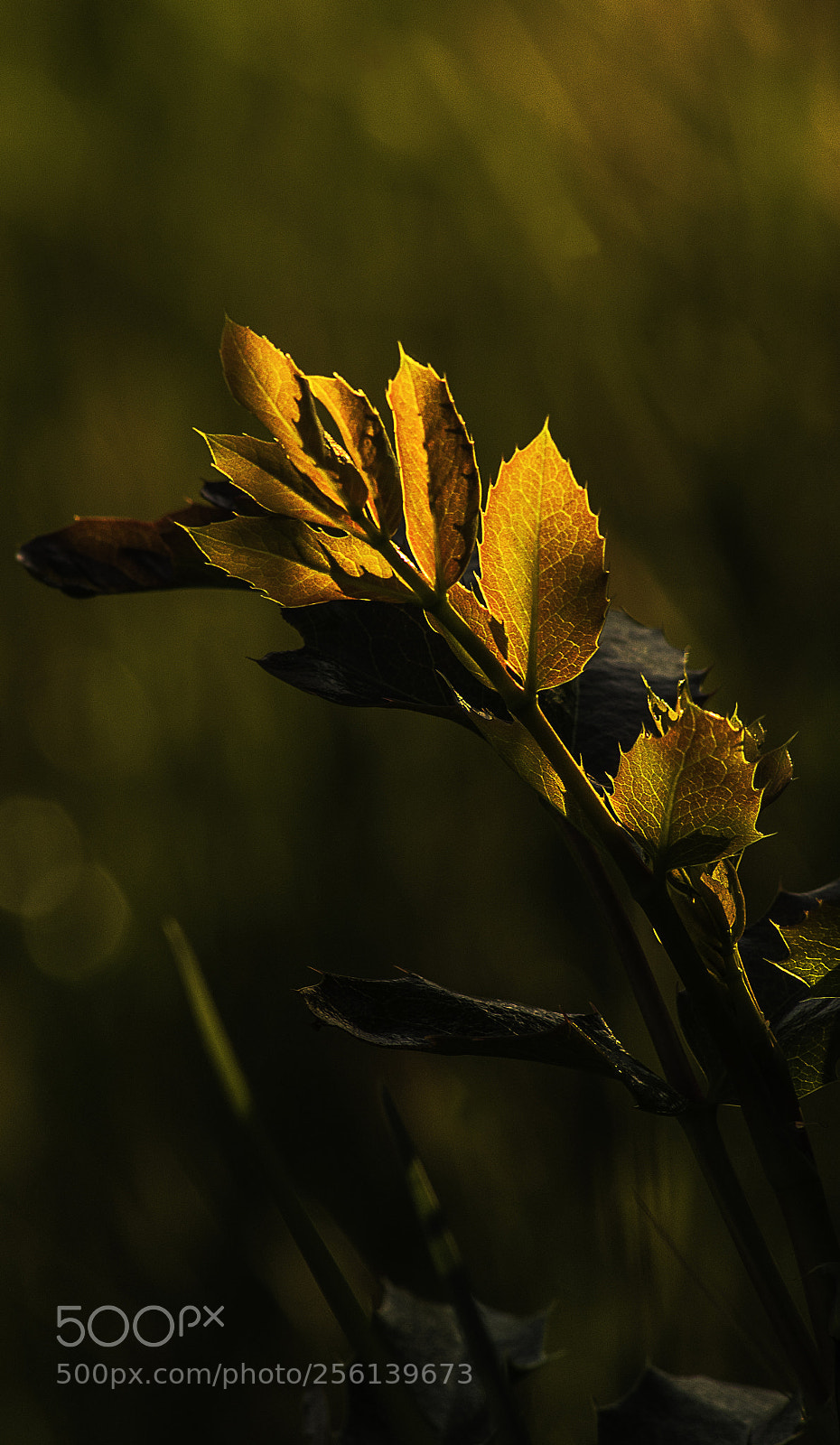 Sony a7R sample photo. Oregon grape at sunset photography