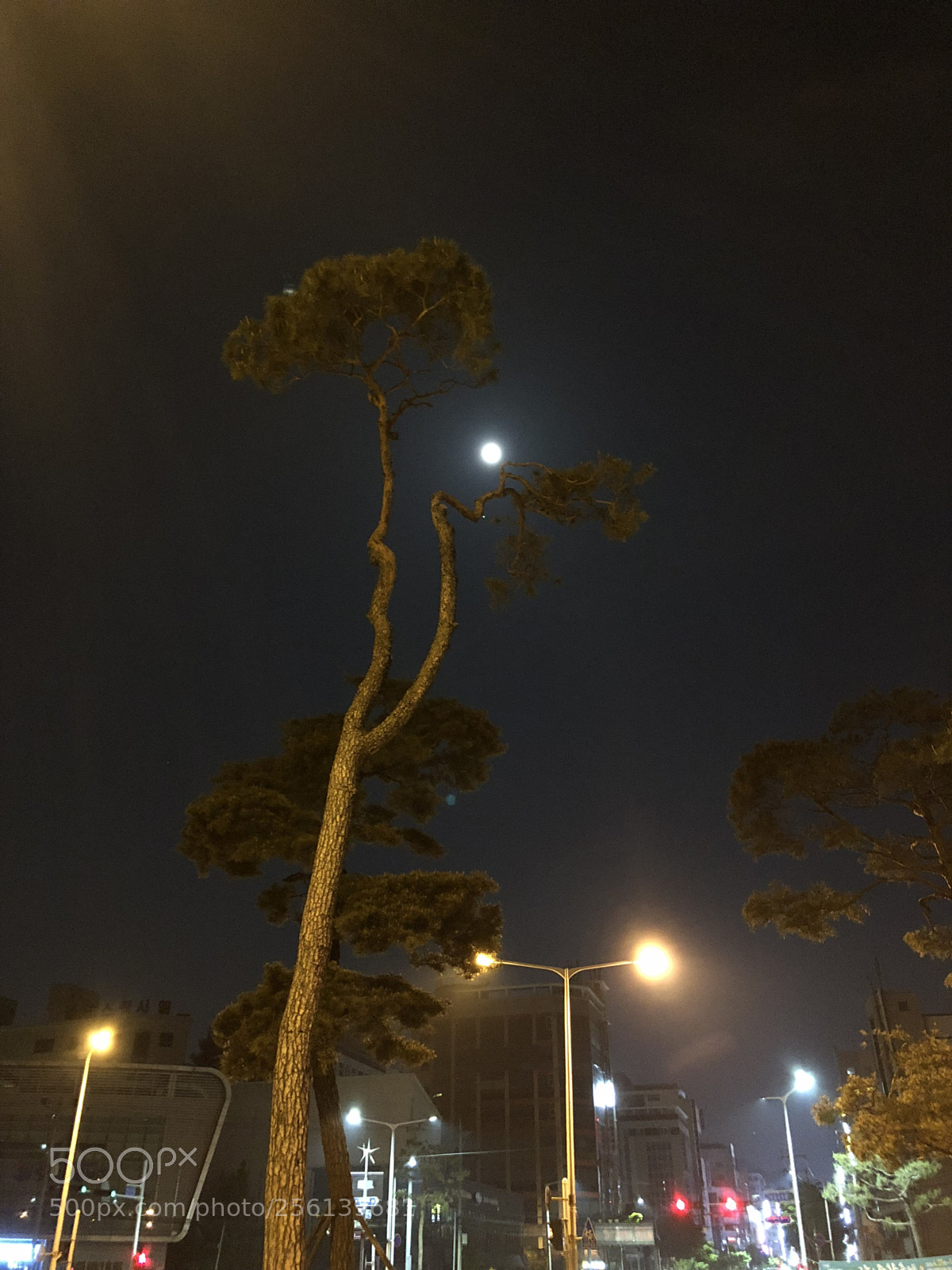 Apple iPhone 8 Plus sample photo. In moonlight photography