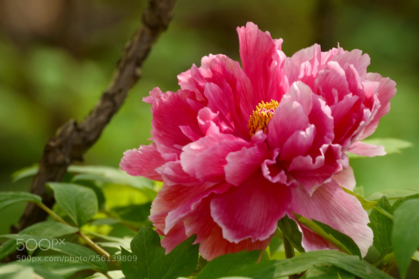 Leica SL (Typ 601) sample photo. Untitled photography