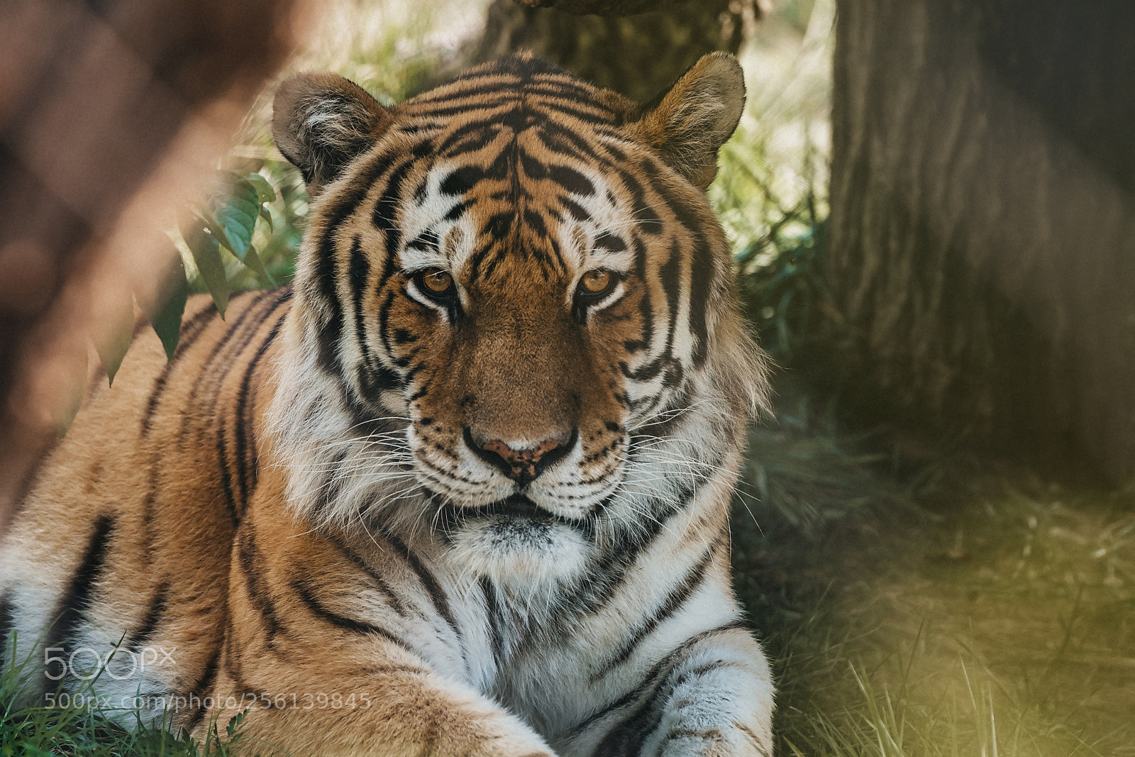 Nikon D7100 sample photo. Tiger photography