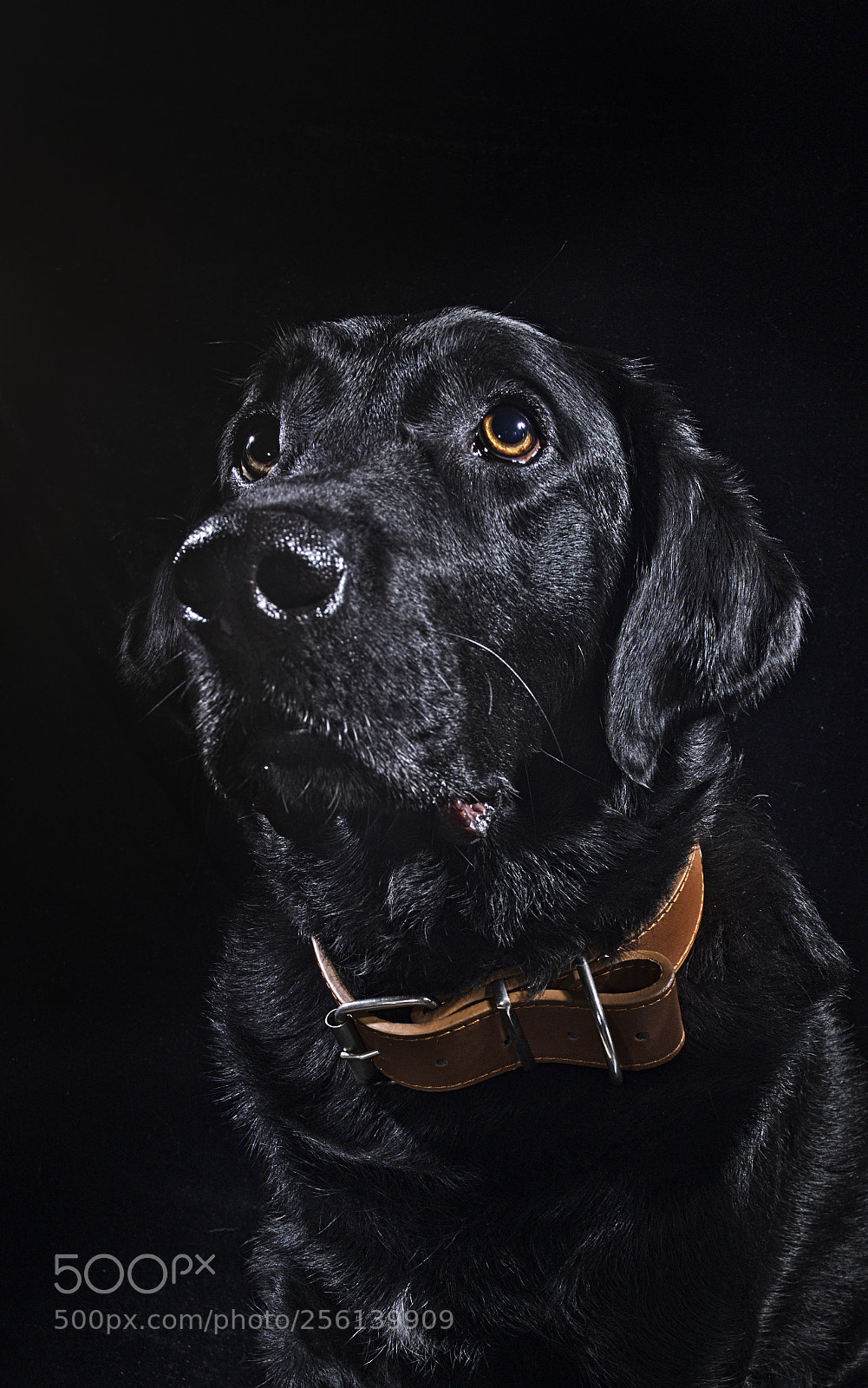 Fujifilm X-T20 sample photo. Dog called as tinto photography