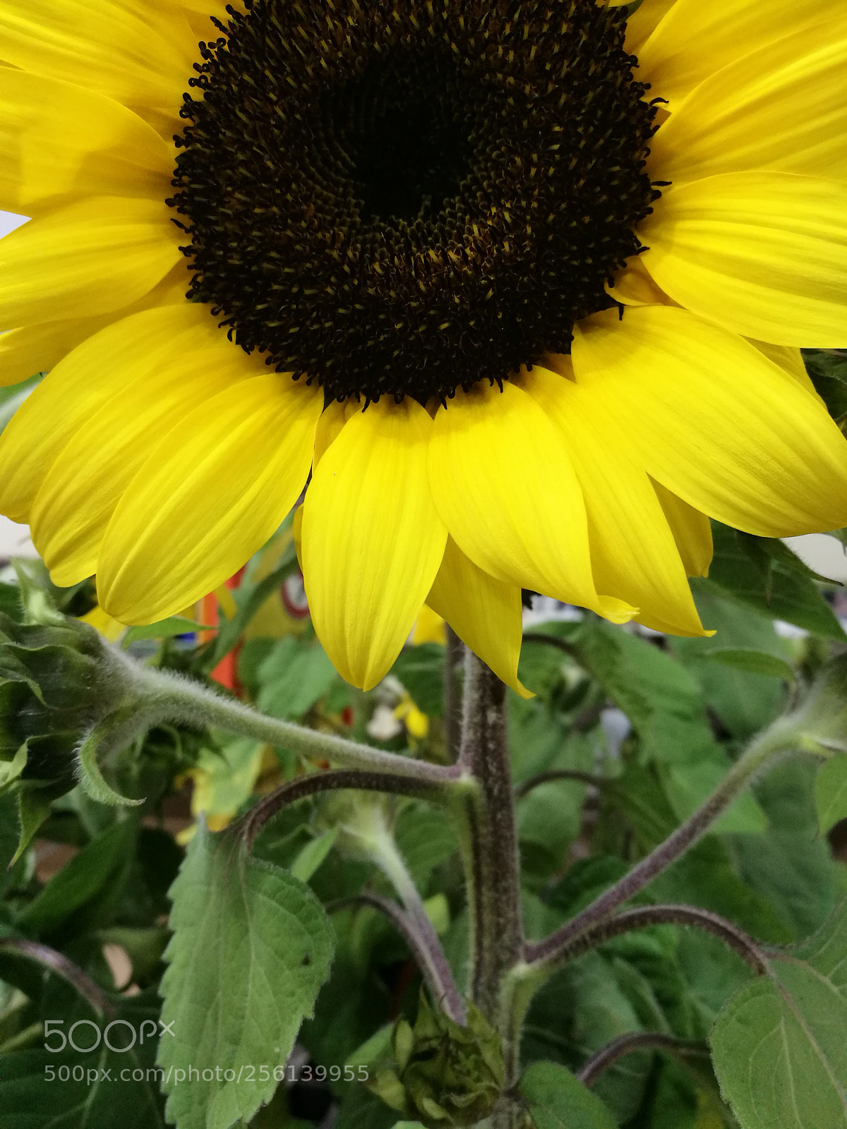 HUAWEI P9 sample photo. Untitled photography