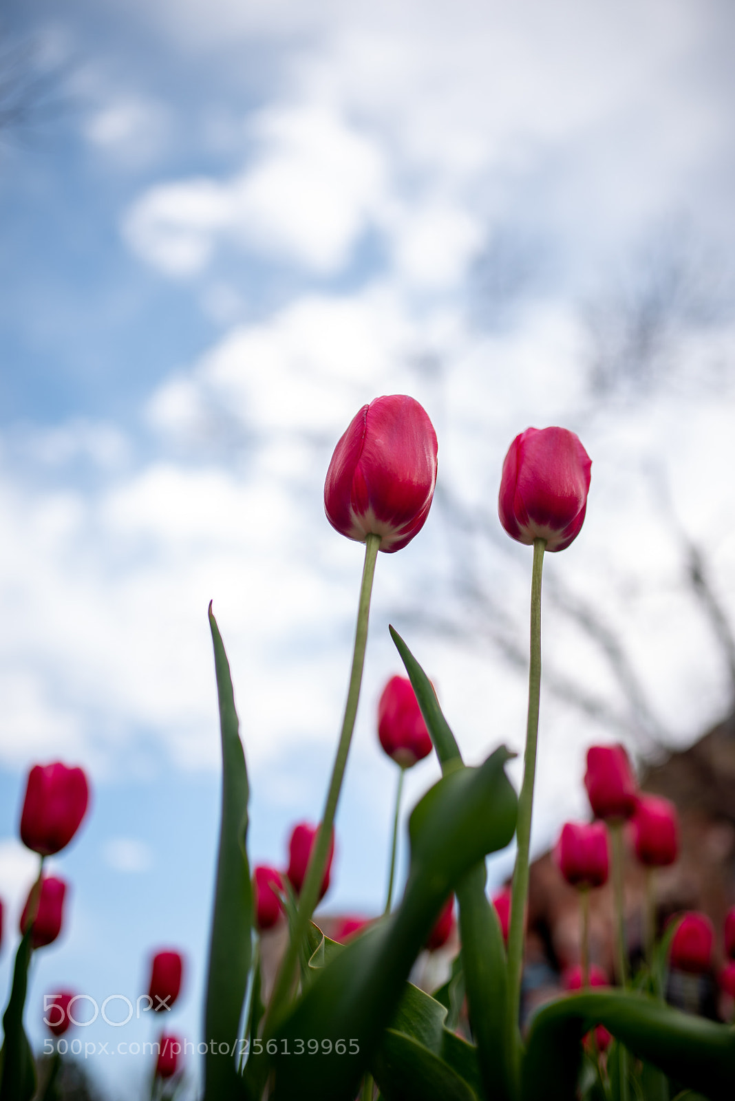 Nikon D750 sample photo. Spring tulips 3 photography