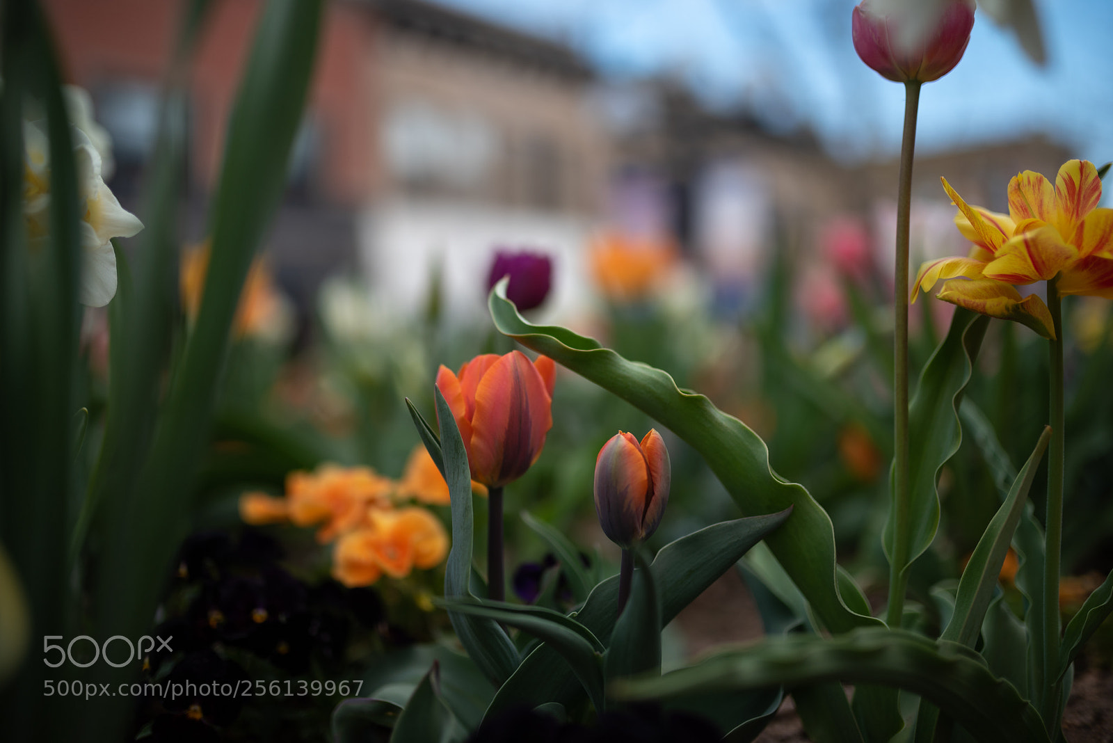Nikon D750 sample photo. Spring tulips 4 photography