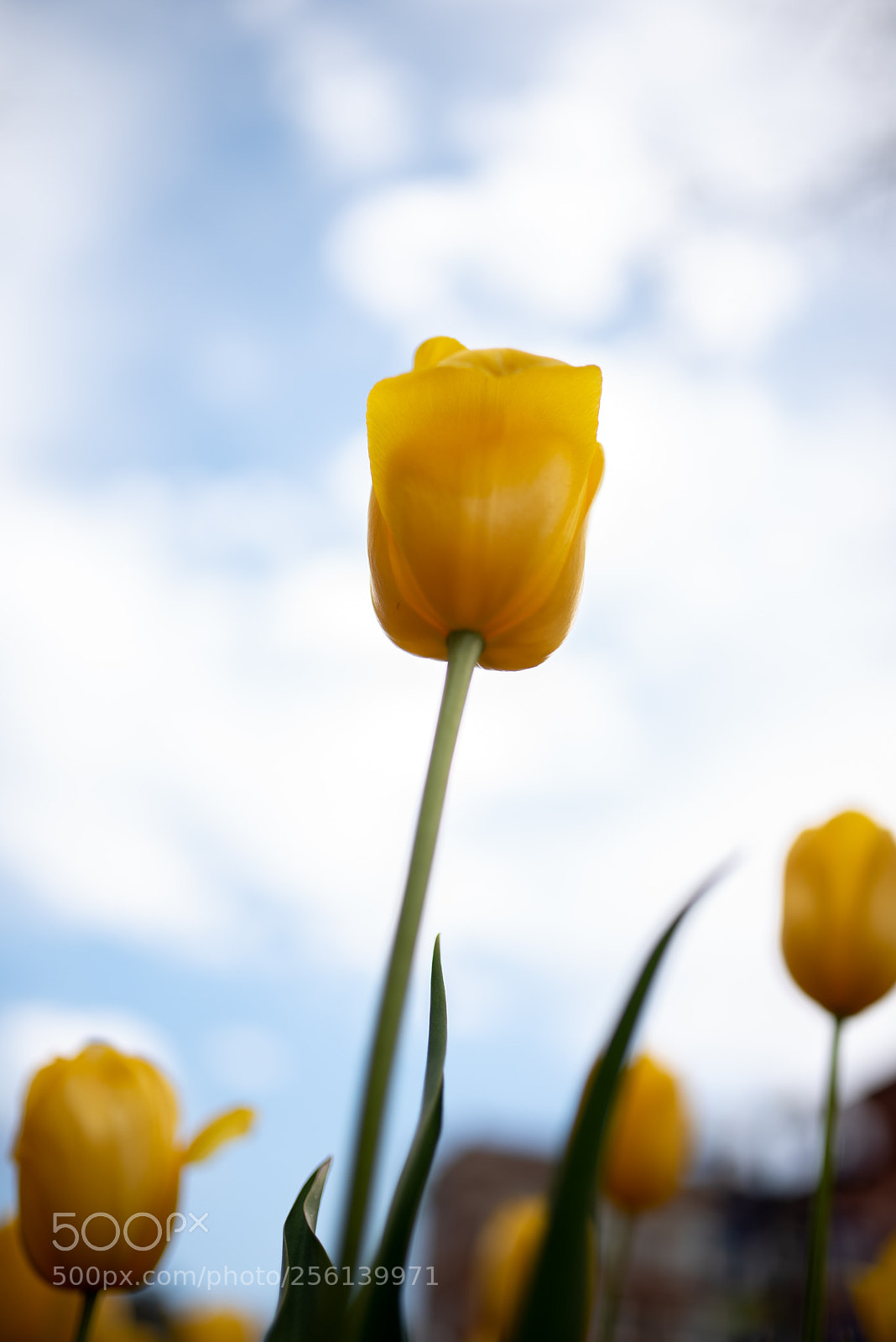 Nikon D750 sample photo. Spring tulips 2 photography