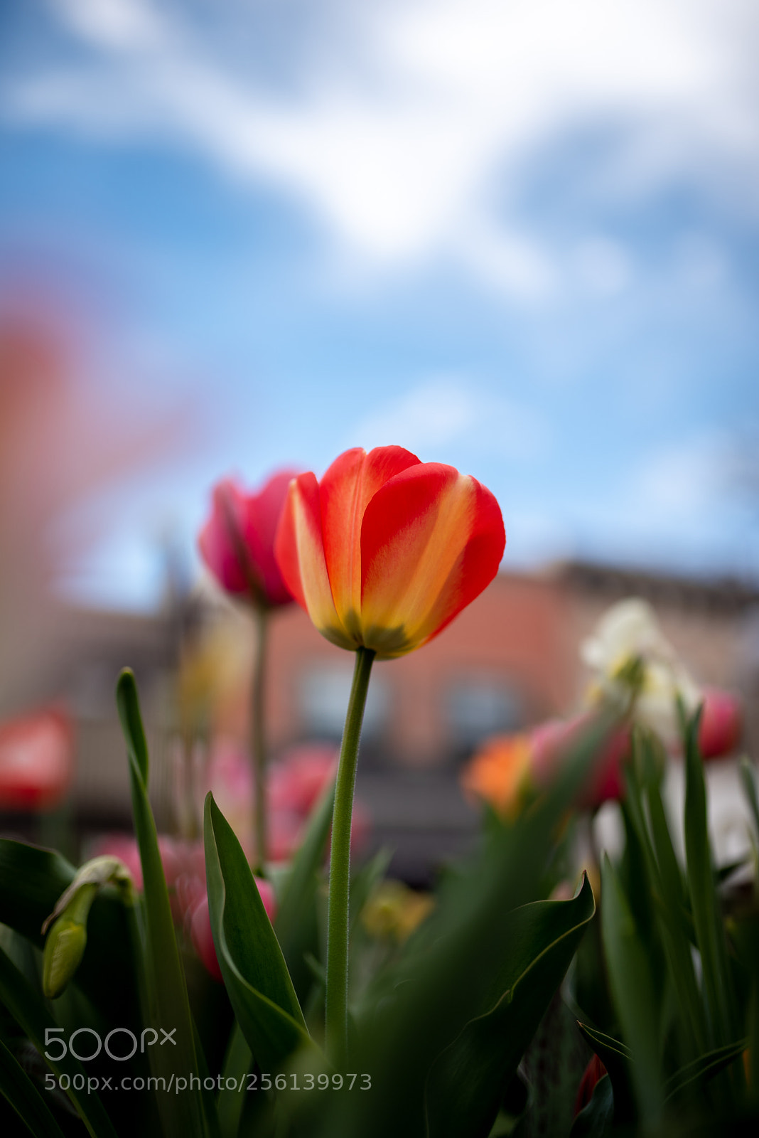 Nikon D750 sample photo. Spring tulips 1 photography