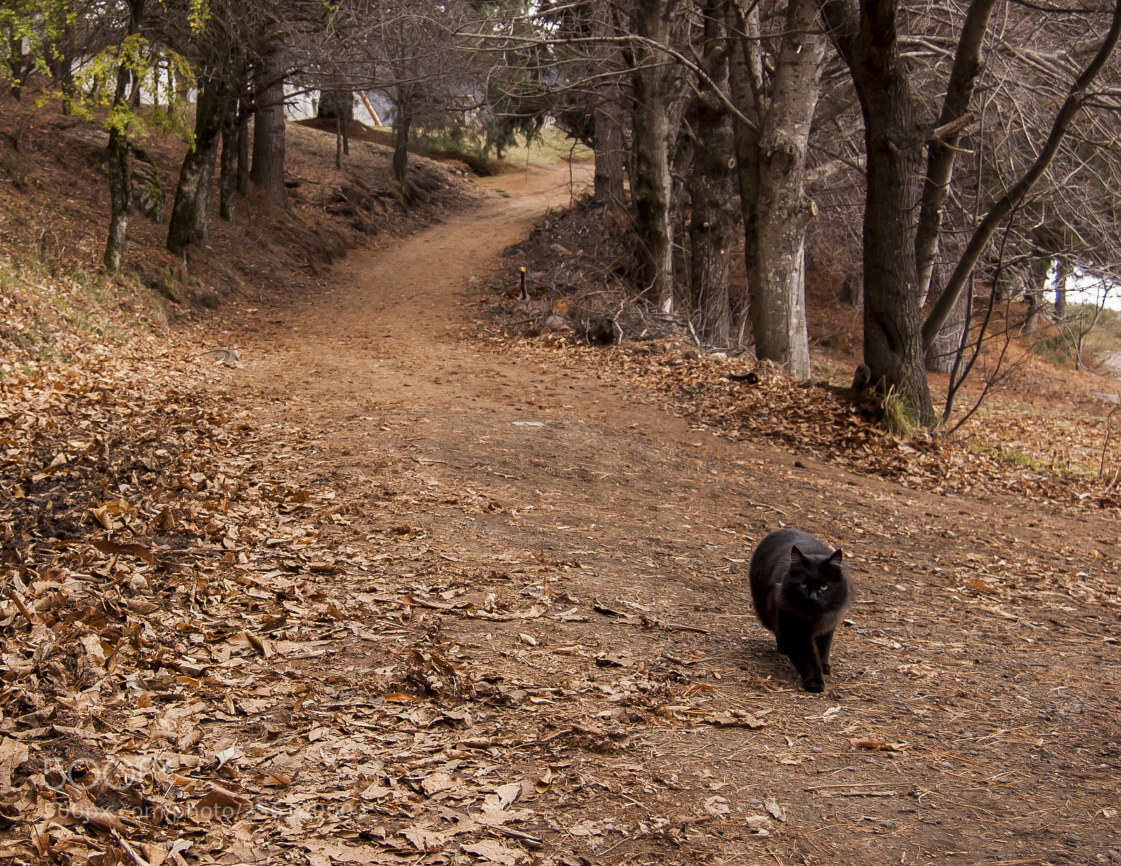 Nikon D40 sample photo. Being followed... photography