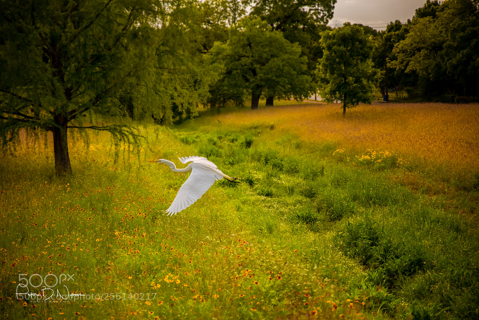 Nikon D750 sample photo. Egret and wildflowers photography