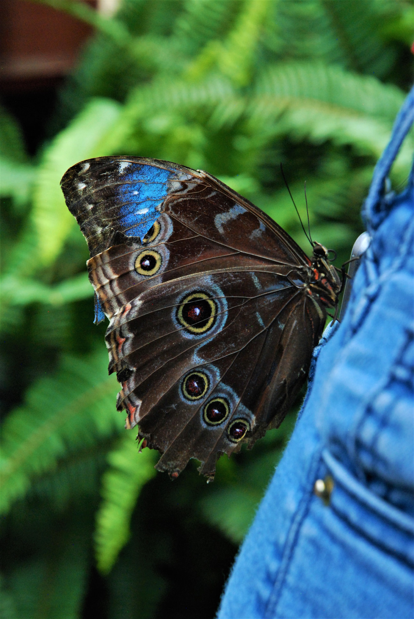 Nikon D80 sample photo. Butterfly blue photography