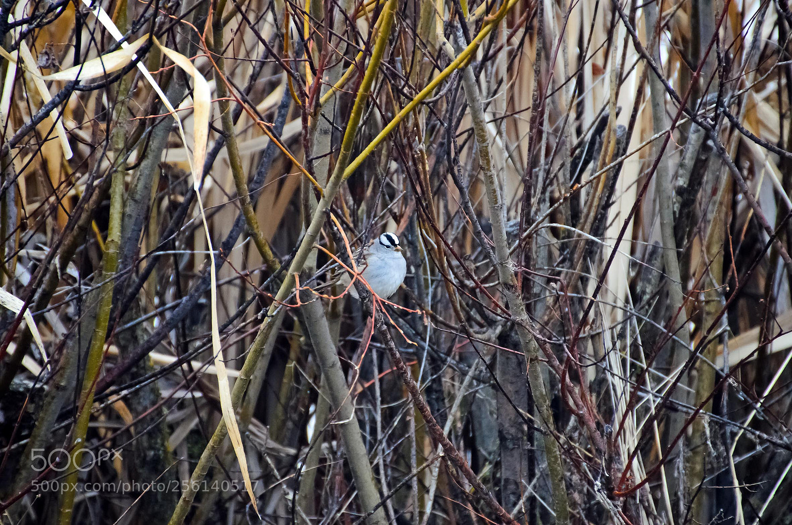 Nikon D5100 sample photo. Bird watching photography