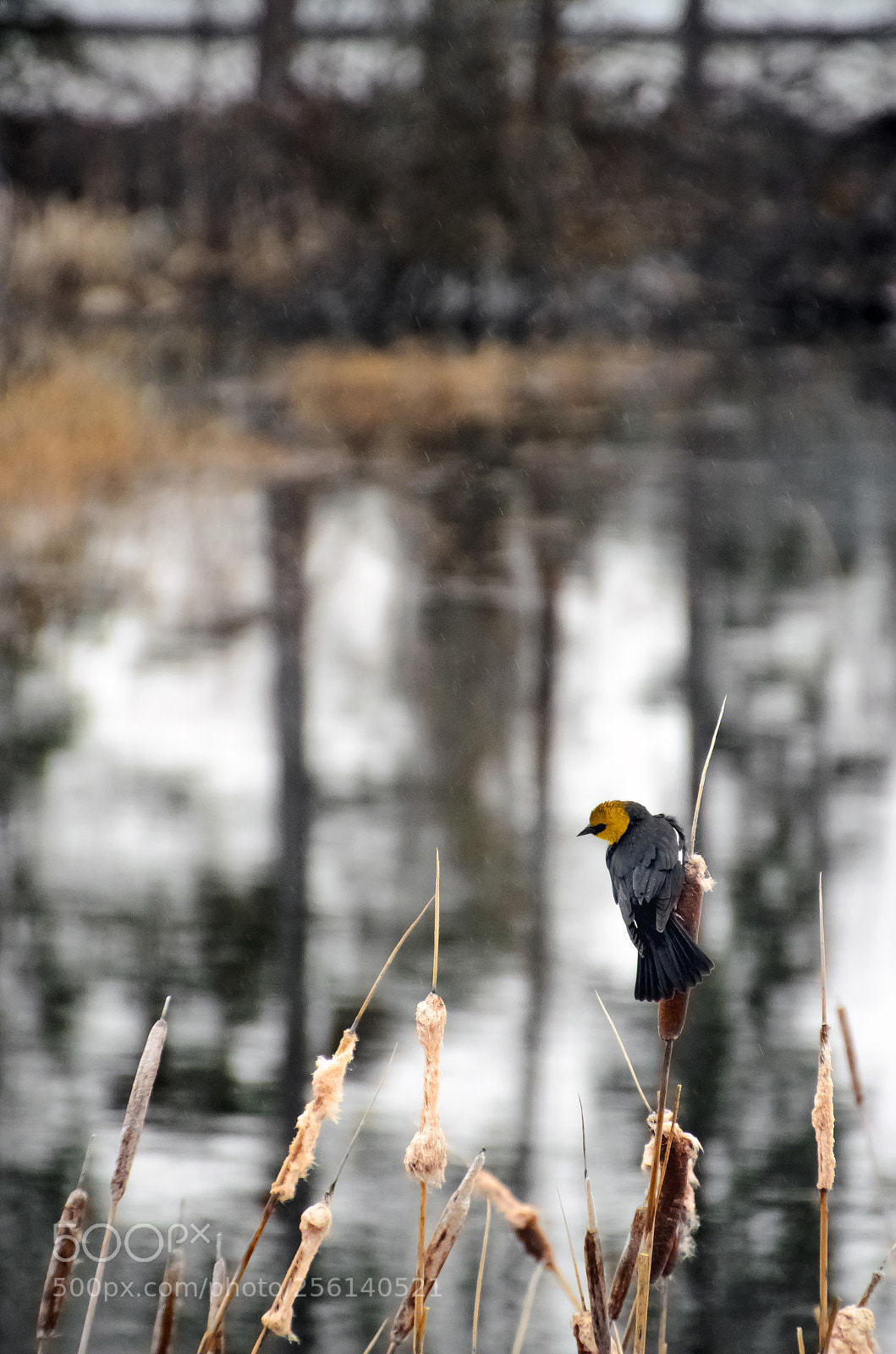 Nikon D5100 sample photo. Yellow-headed blackbird photography