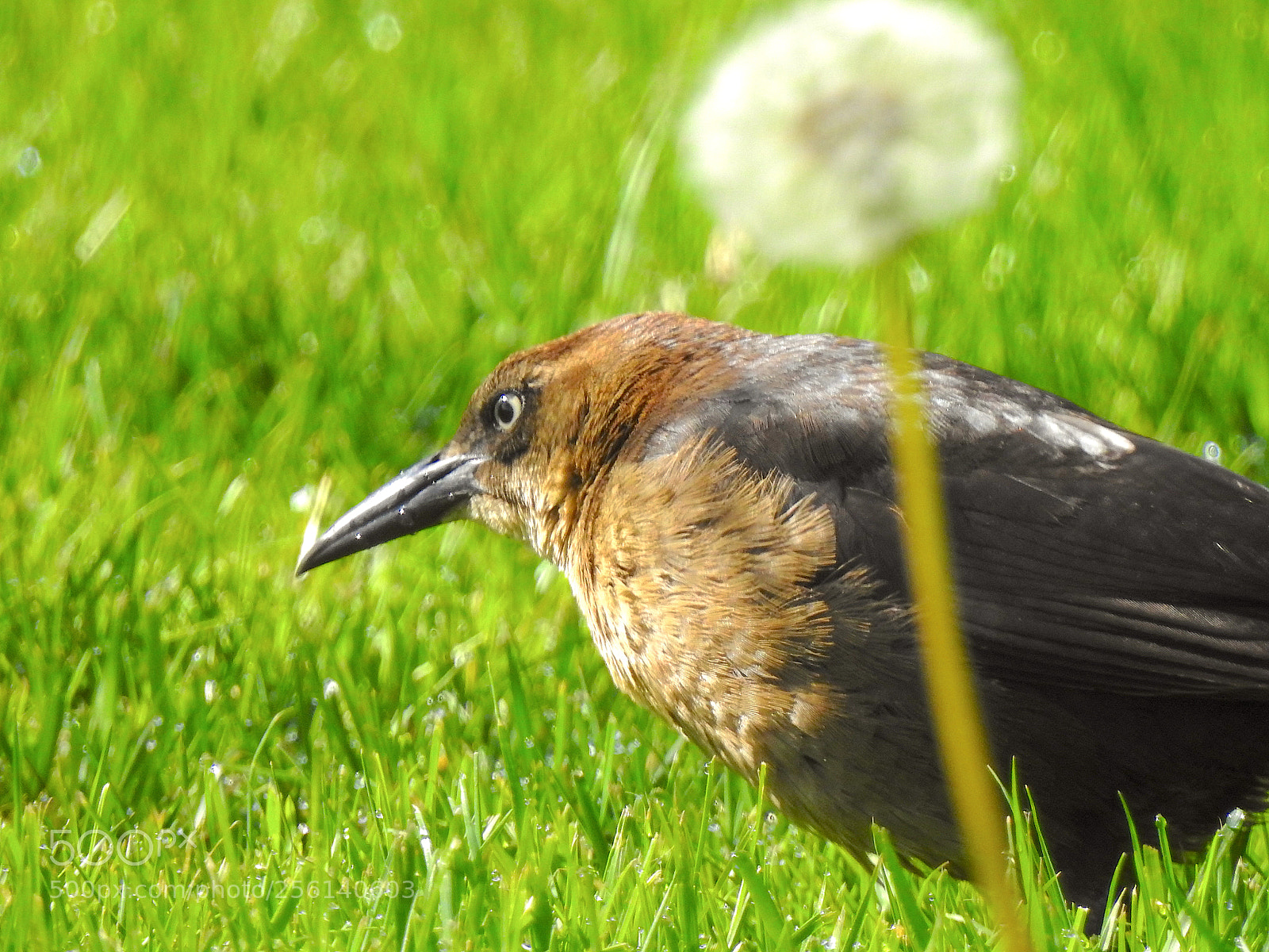 Nikon Coolpix P900 sample photo. Great-tailed grackle photography