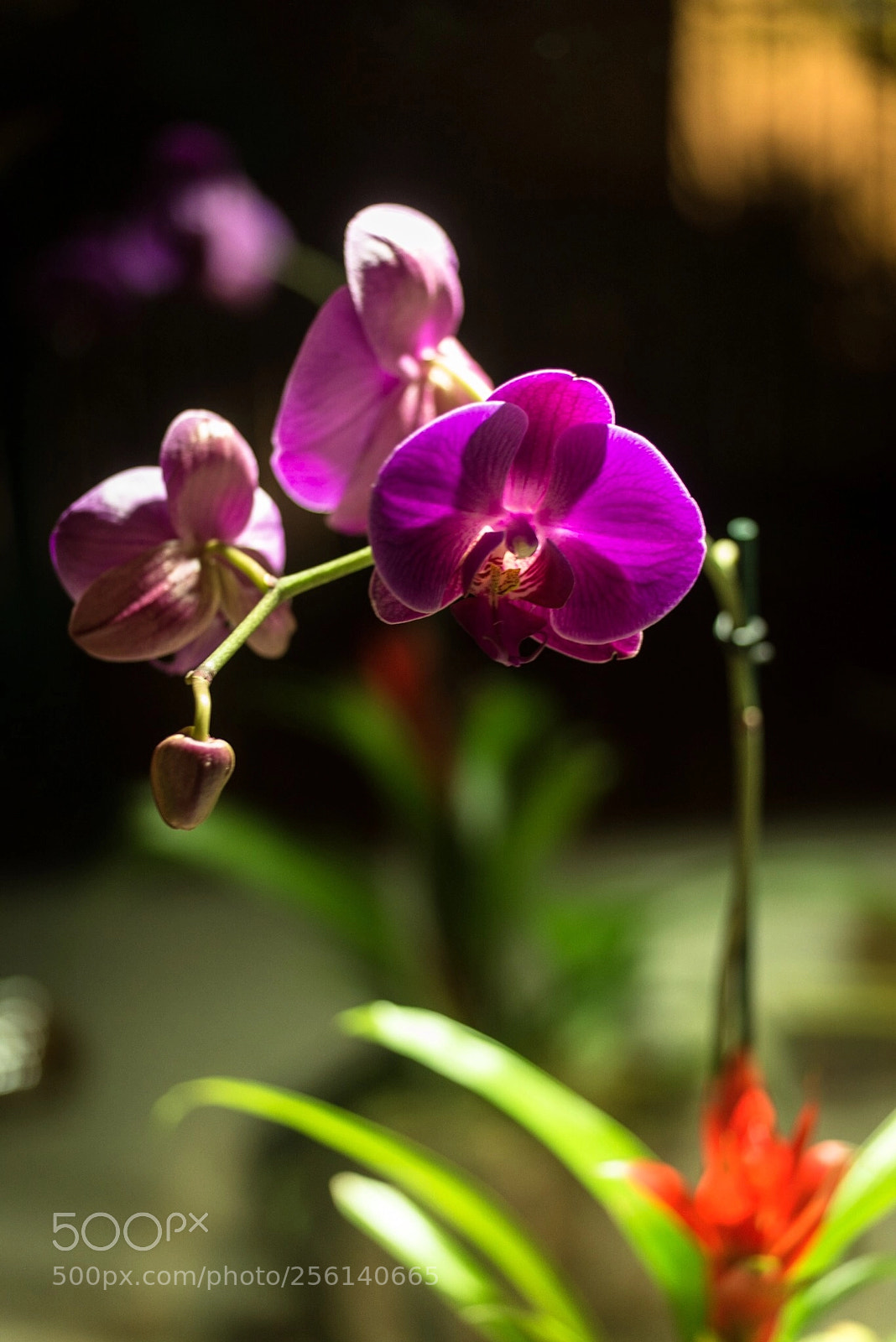 Nikon D610 sample photo. Orchid photography