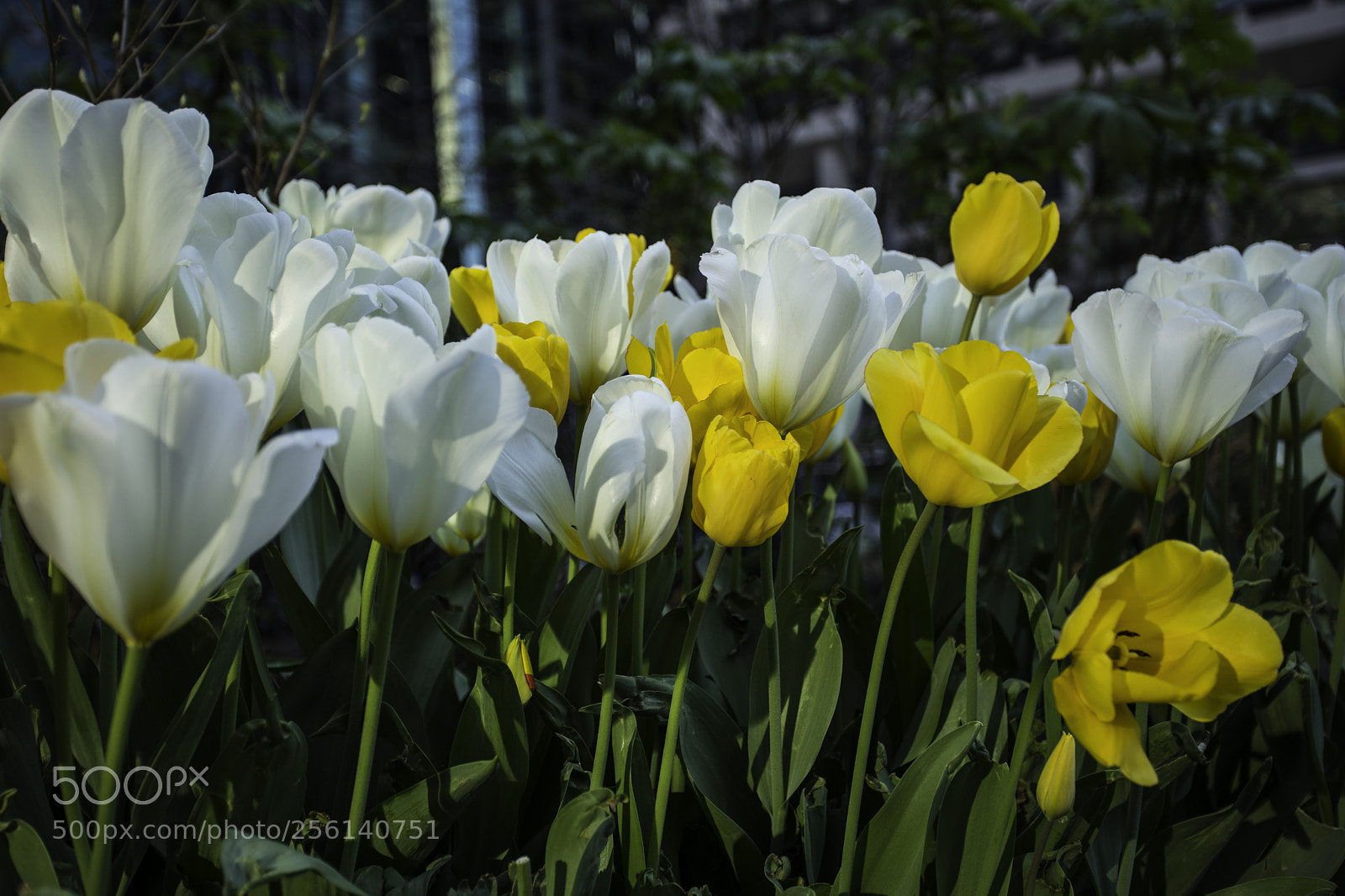 Canon EOS 5D Mark IV sample photo. Tulips: white and yellow photography