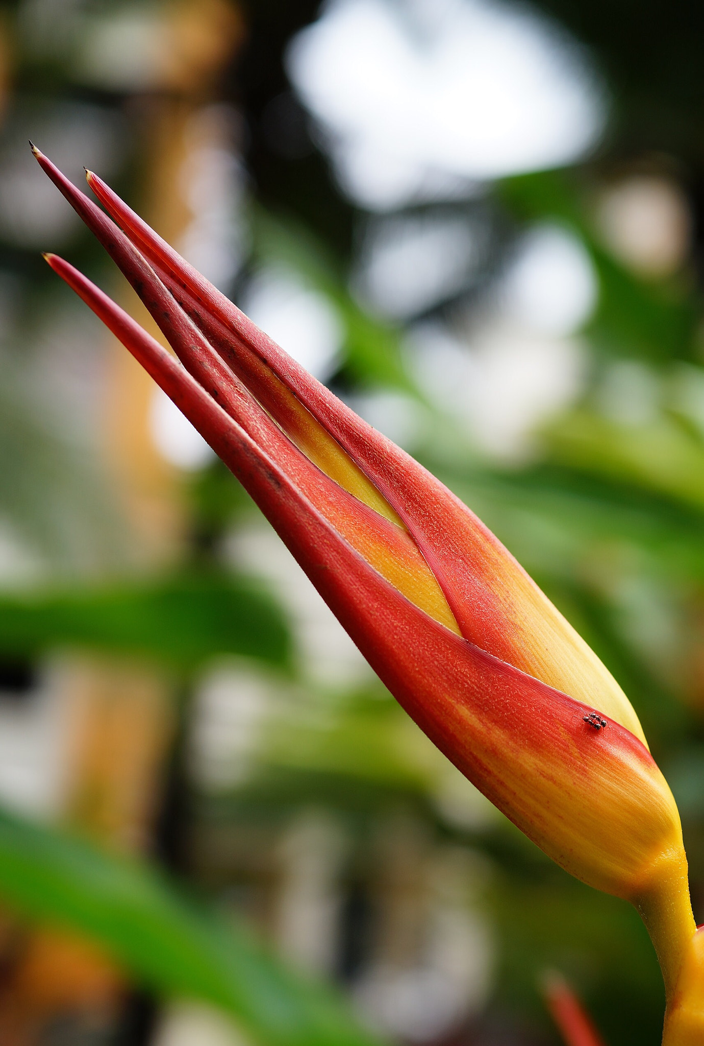 Sony Cyber-shot DSC-RX1R sample photo. Heliconia flower photography