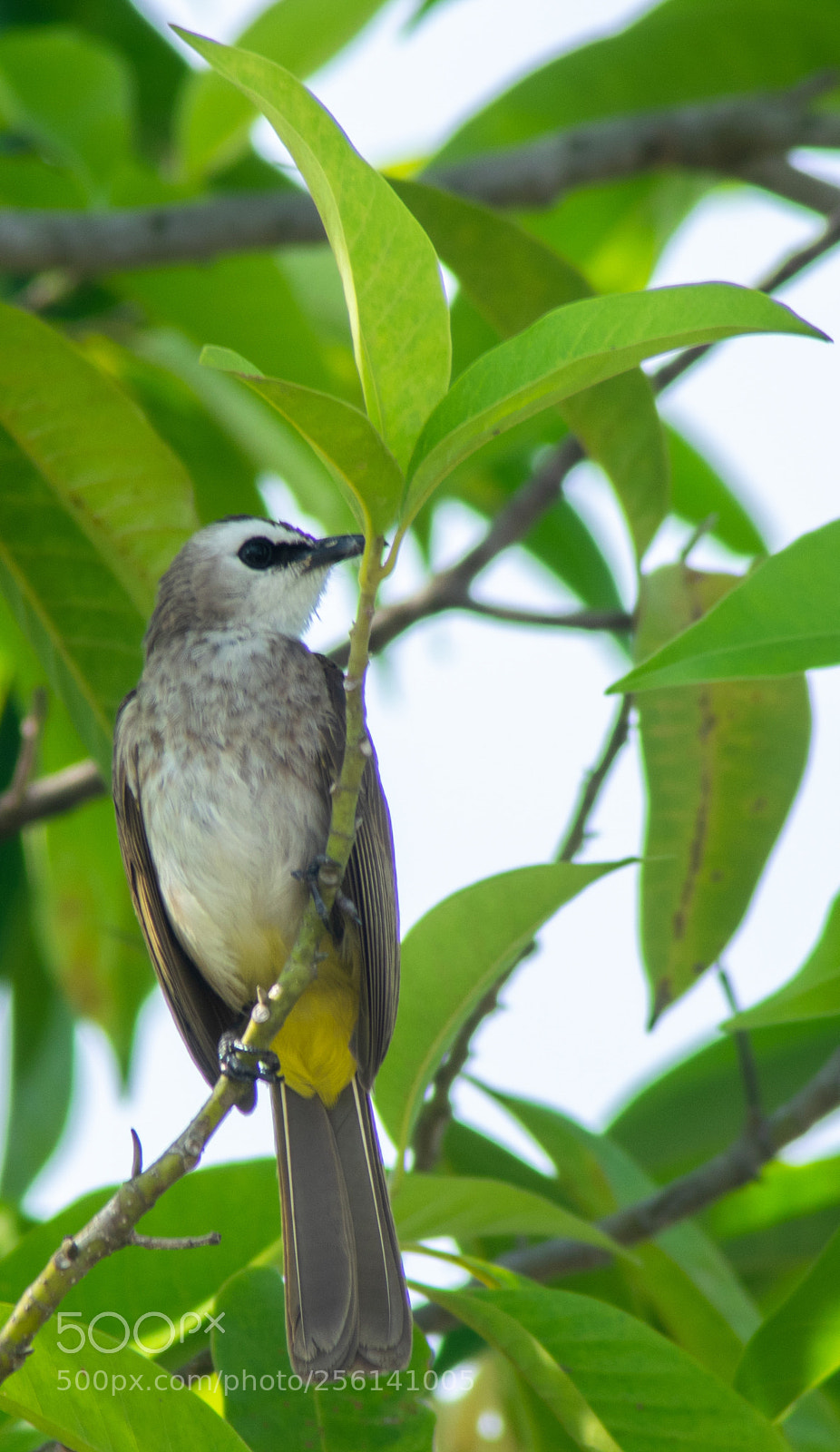 Nikon D3300 sample photo. Yellow-vented bulbul photography