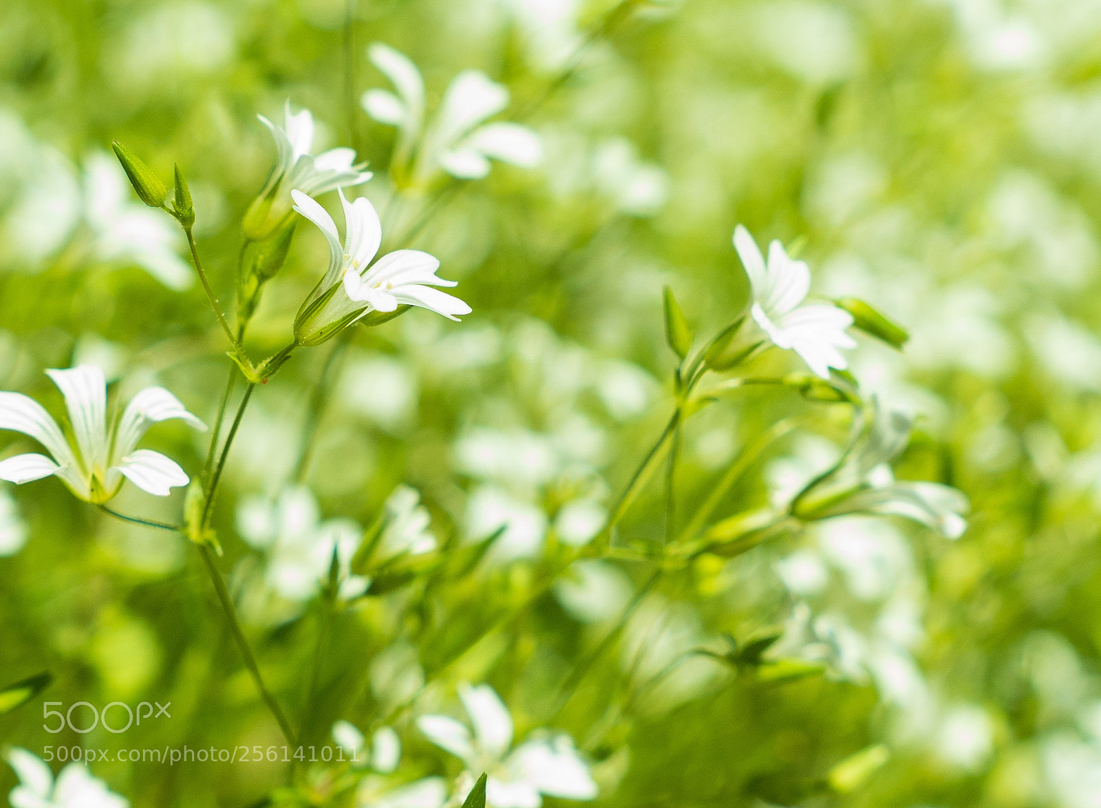 Sony a7 III sample photo. Just some flowers photography