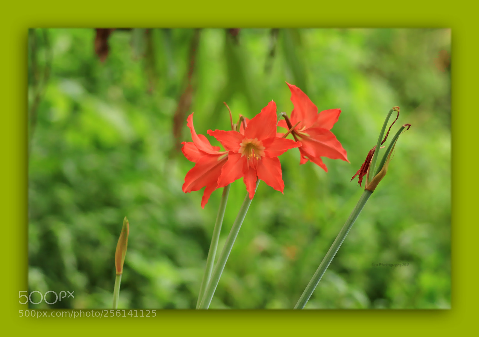 Canon EOS 700D (EOS Rebel T5i / EOS Kiss X7i) sample photo. Lilly art photography