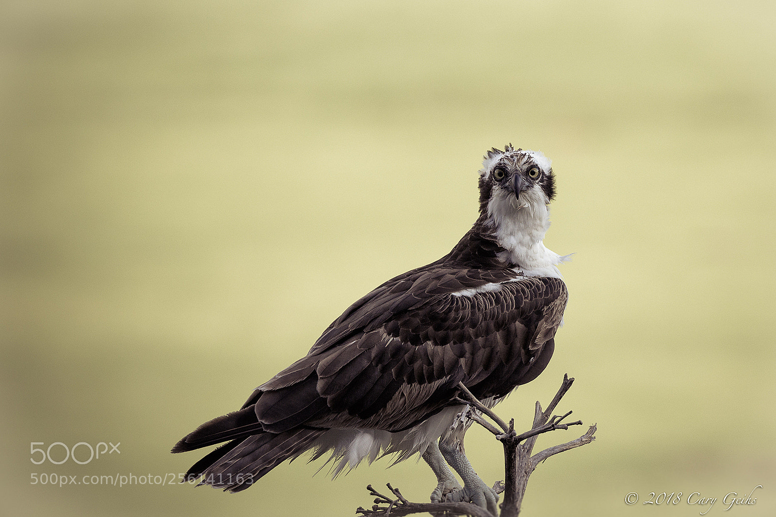 Canon EOS 7D Mark II sample photo. Osprey portrait photography