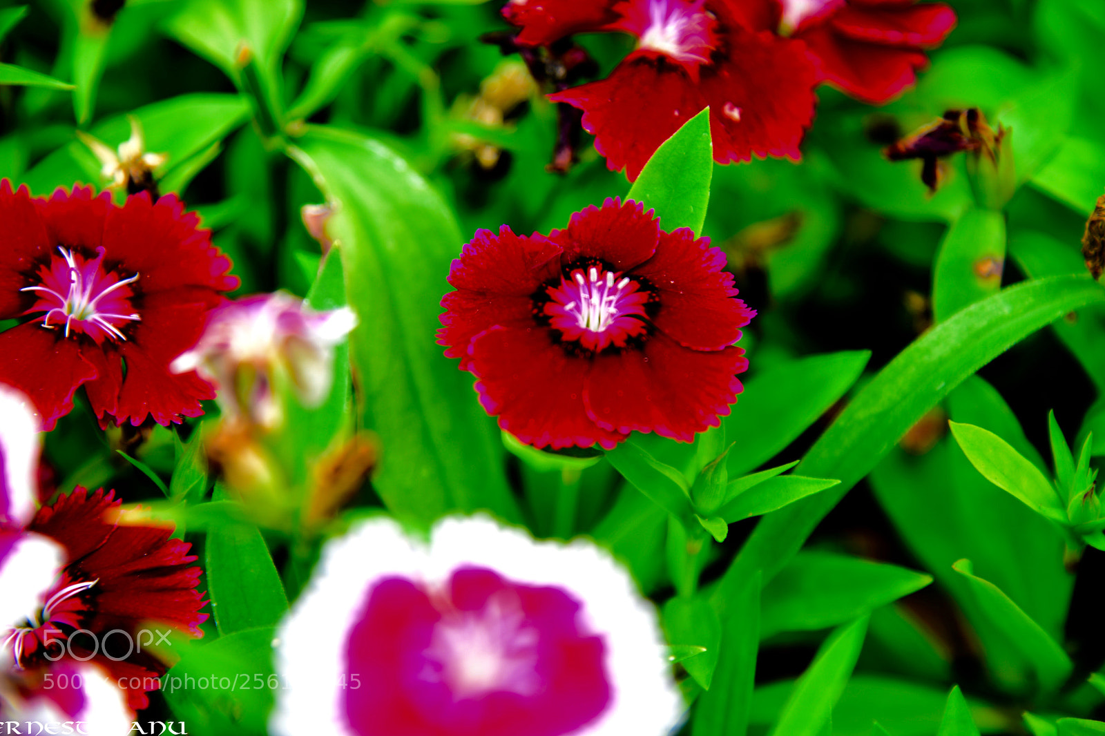 Nikon D810 sample photo. Untitled photography