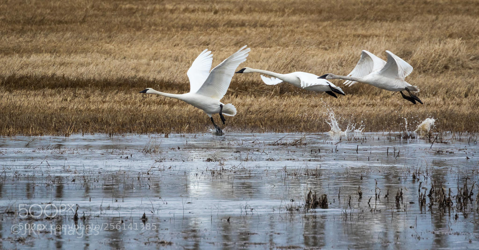 Canon EOS 7D Mark II sample photo. Hop scotch swans photography