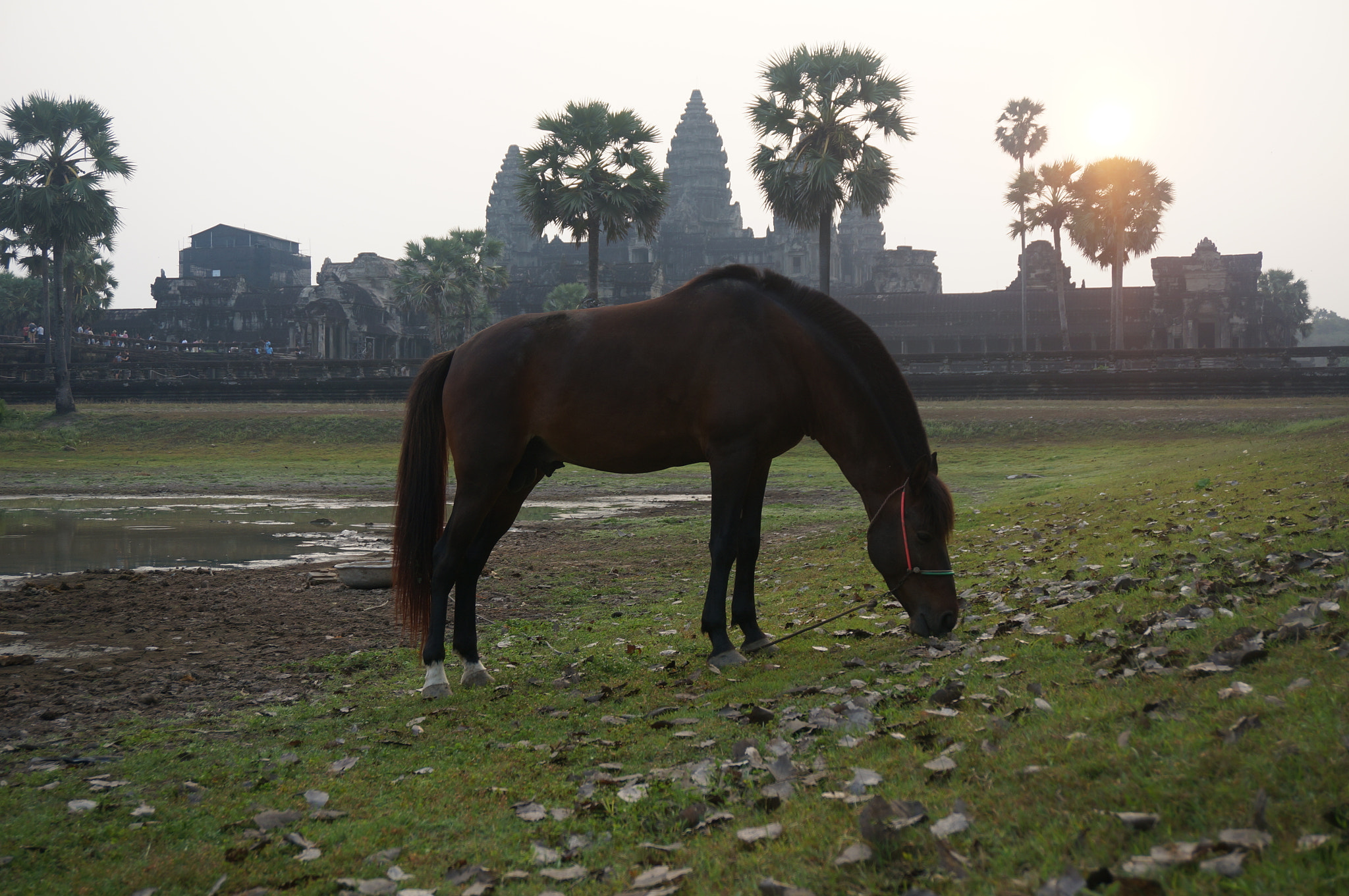 Sony E 16-50mm F3.5-5.6 PZ OSS sample photo. A horse photography