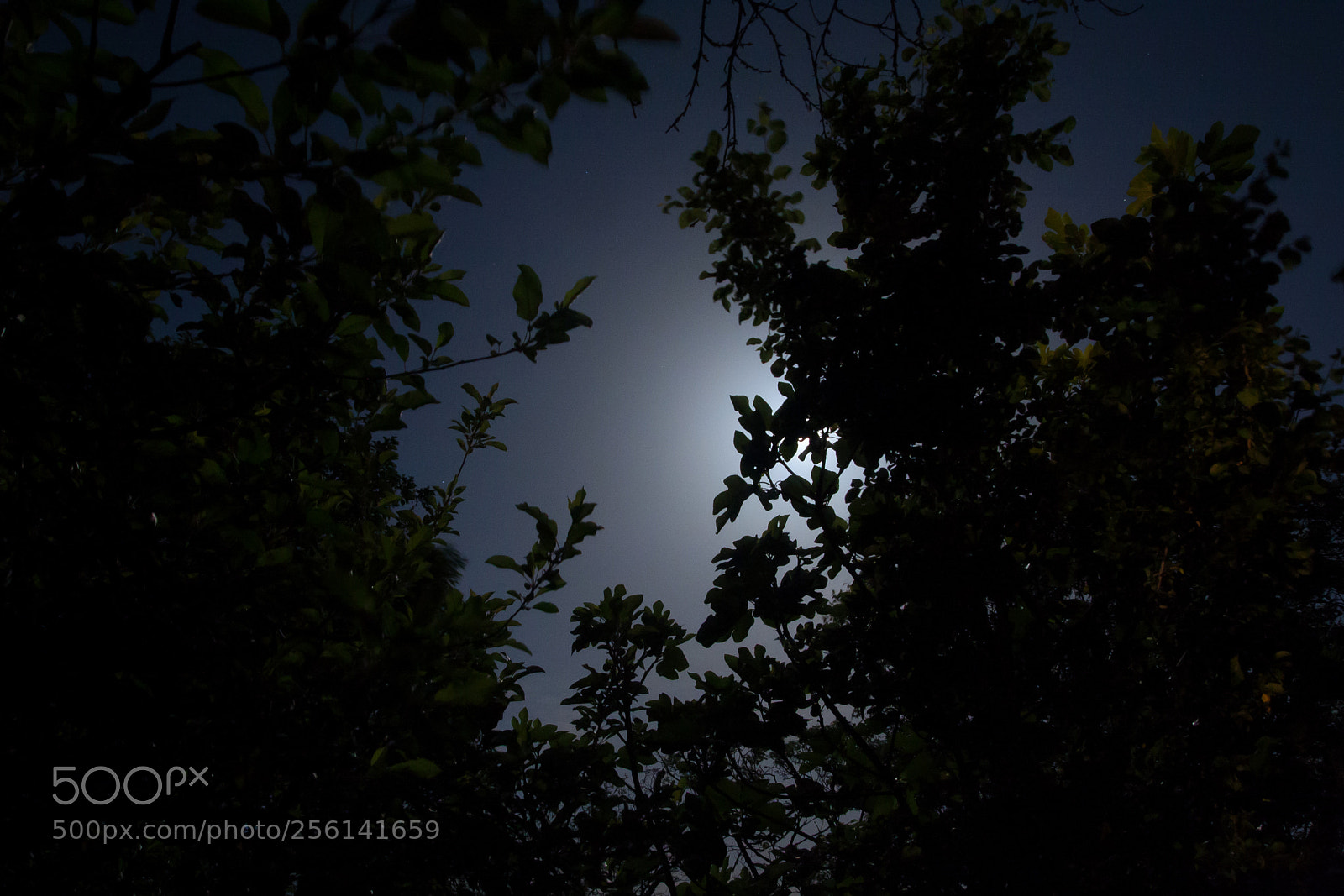 Canon EOS 40D sample photo. ...on the moon photography