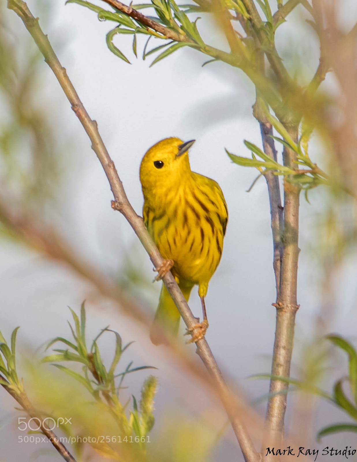 Canon EOS 80D sample photo. Yellow warbler photography