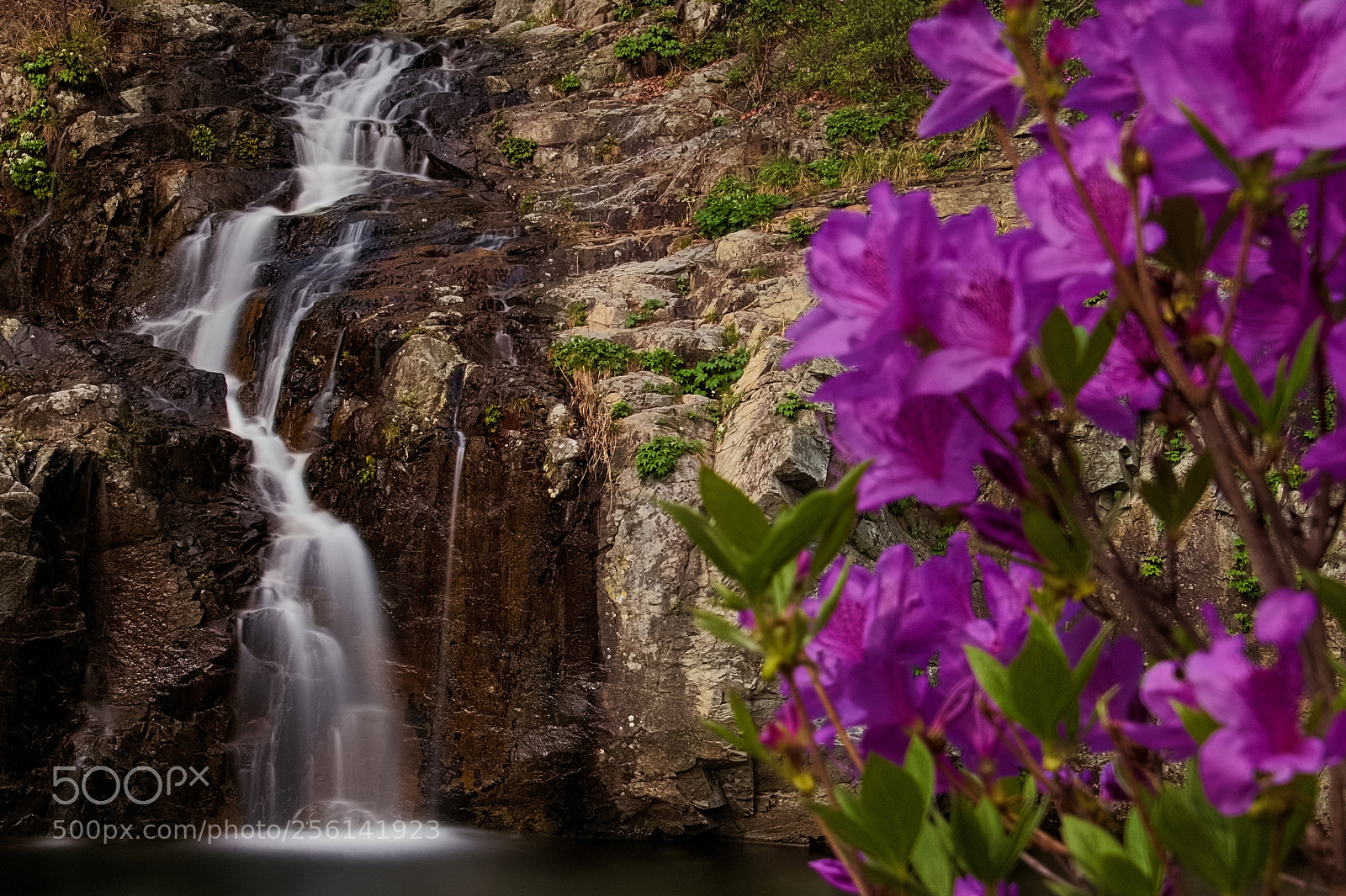 Nikon D500 sample photo. Falls and azalea photography