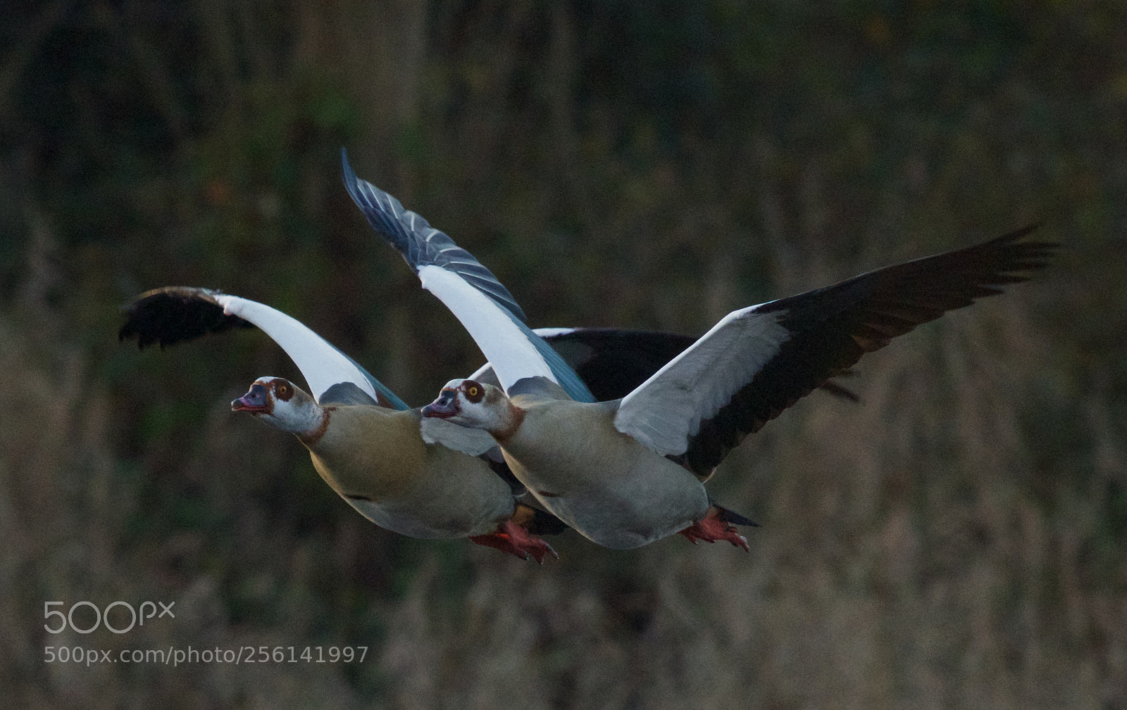 Nikon D500 sample photo. Dusk flight photography