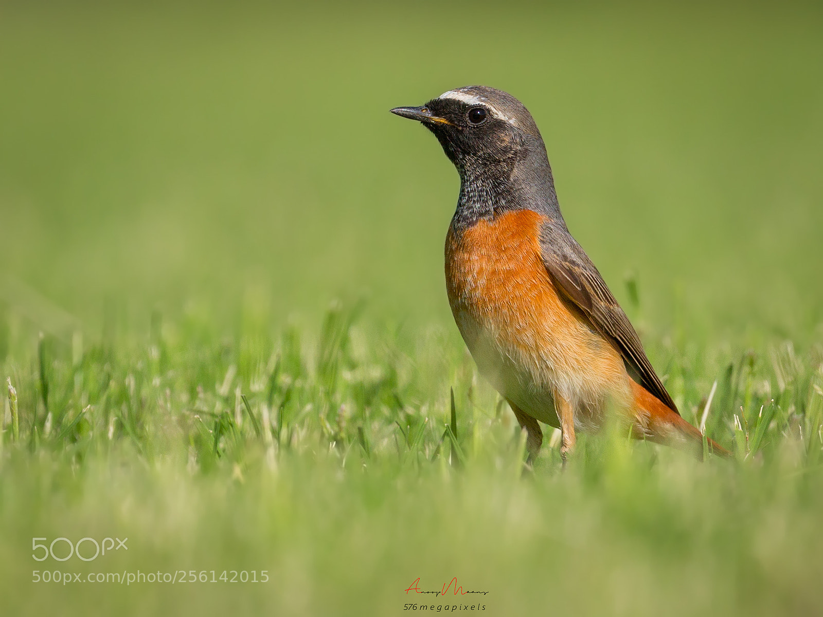 Canon EOS 70D sample photo. Common redstart photography