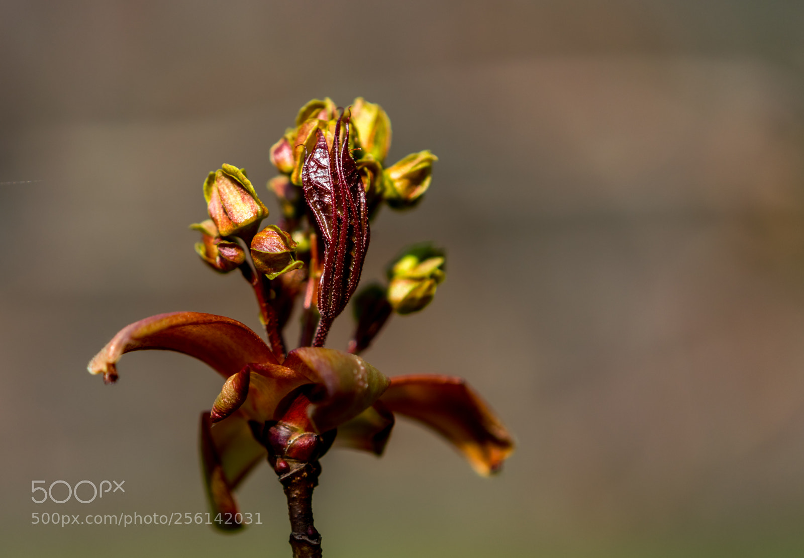Nikon D3300 sample photo. Revealed the kidney photography