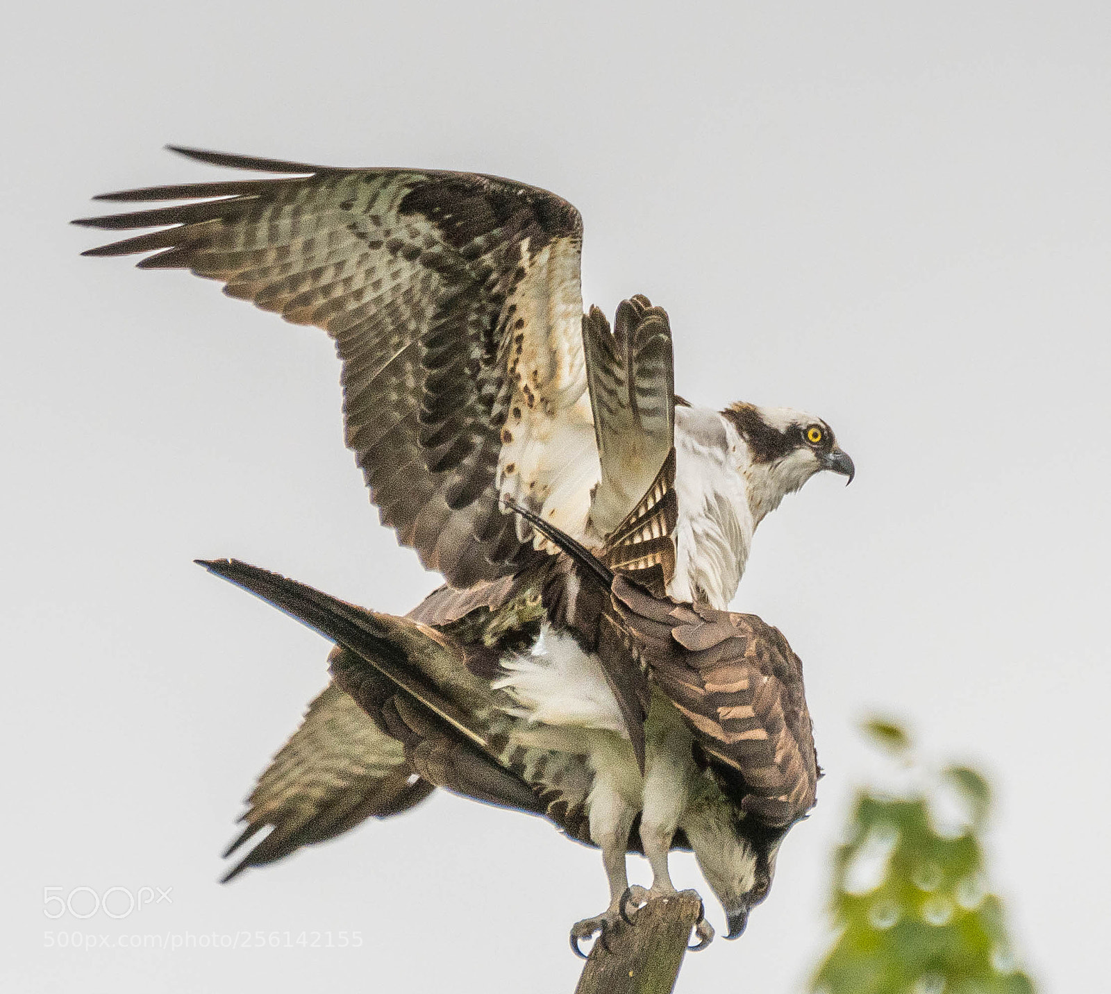 Nikon D500 sample photo. Osprey mating photography